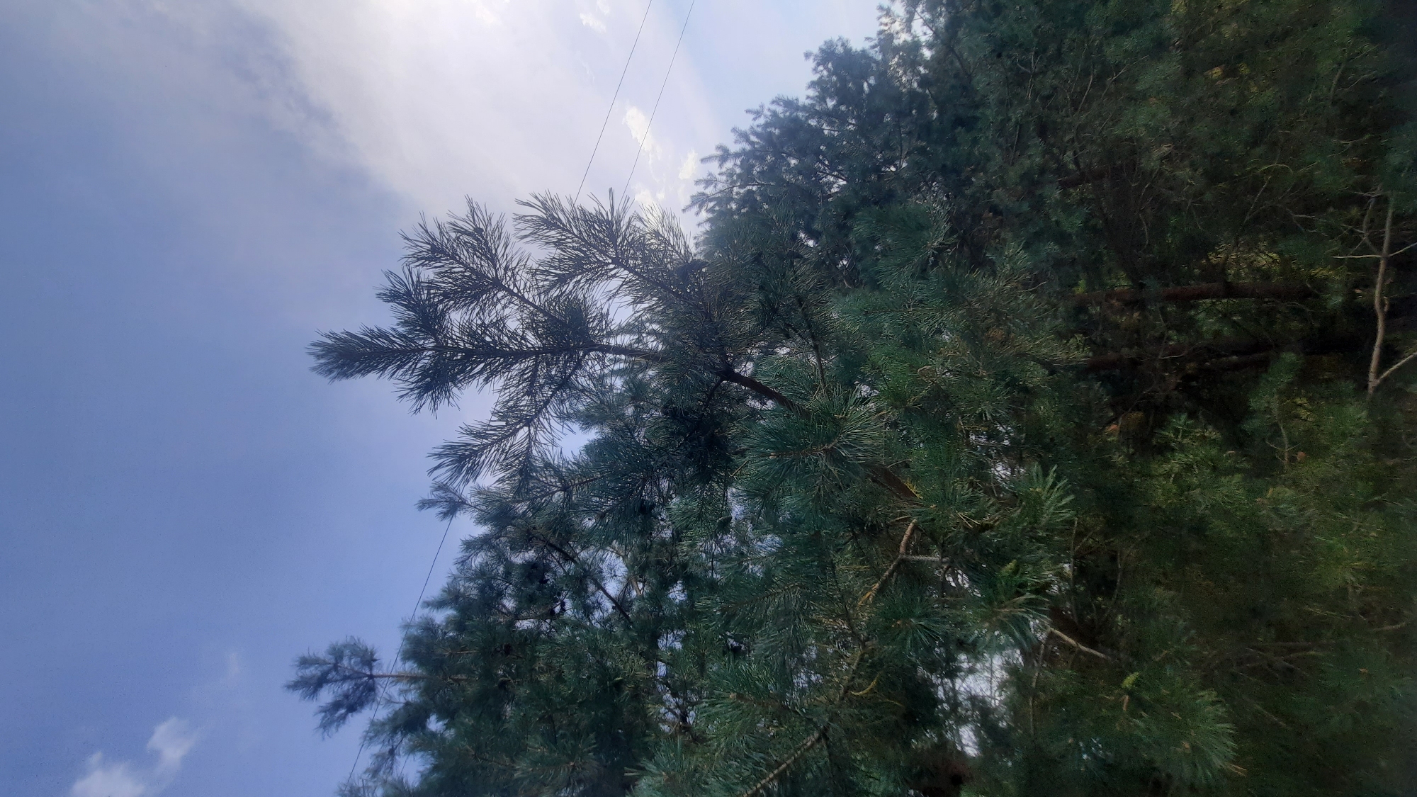 The image shows a dense cluster of pine trees against a blue sky with some clouds. The sun is visible on the right side of the frame, partially obscured by clouds, casting a bright light. There are two power lines running horizontally across the upper portion of the image. The pine needles are a deep green, and the branches are thick and numerous. The overall impression is of a natural outdoor setting, possibly a forest or a park area. The location is identified as Shklou, Belarus.