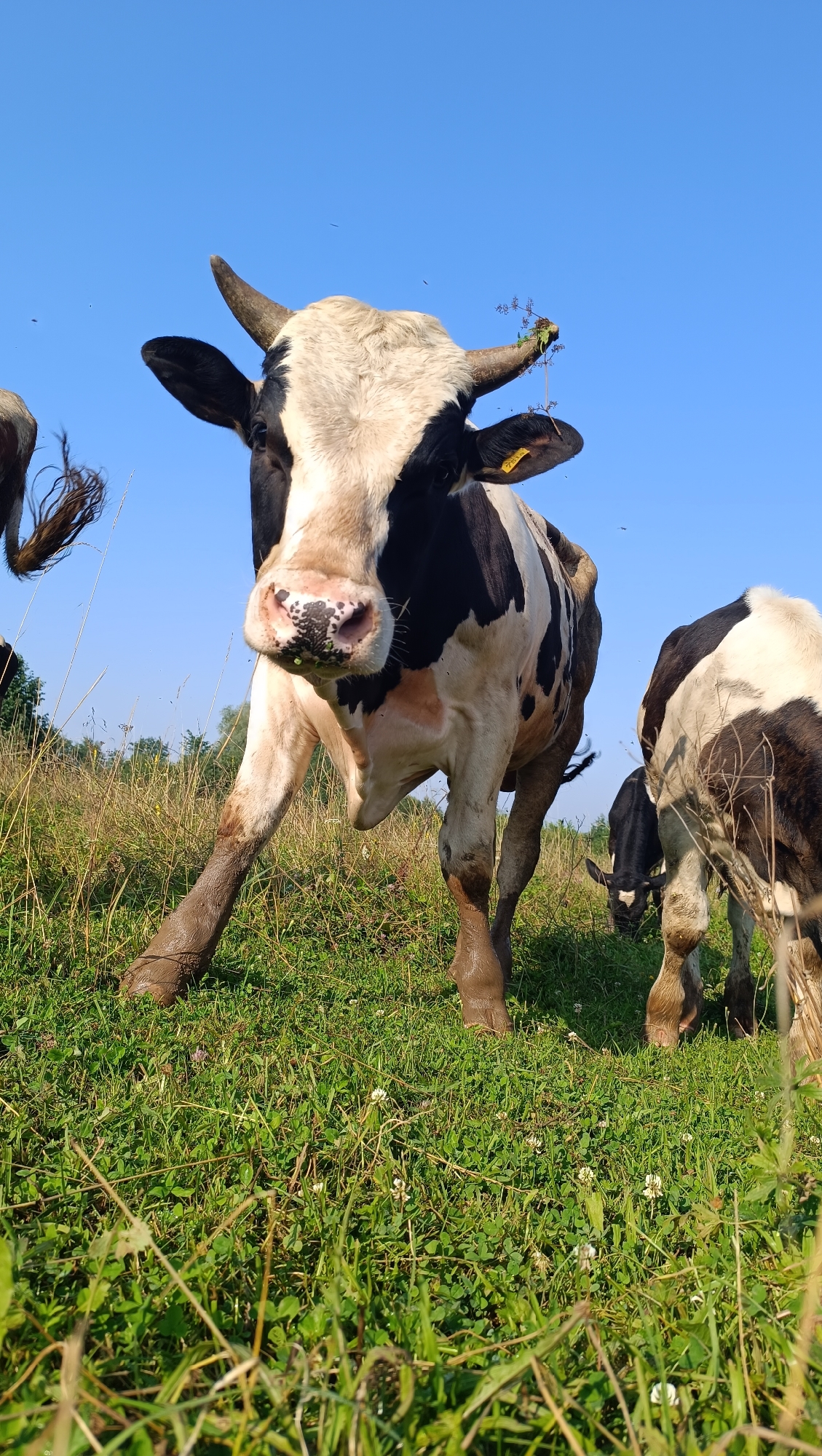 A low-angle, full-shot photograph captures a herd of black and white cows grazing in a grassy field under a clear blue sky. The central subject is a cow facing the camera, its head tilted slightly down, revealing its black-spotted nose and wet mouth. The cow's black and white patterned coat is prominent, with dark patches on its head and body. It has short, curved horns, one of which is adorned with a sprig of greenery. Behind the central cow, another black and white cow is visible from the rear, and a smaller black calf grazes in the middle ground. The foreground is dominated by lush green grass, dotted with small white flowers. The legs of the cows are partially obscured by the tall grass and appear muddy, suggesting a damp environment. The background consists of more greenery and trees in the distance, fading into a light haze. The overall scene depicts a natural, pastoral setting. The location is identified as Karsha, Russia.