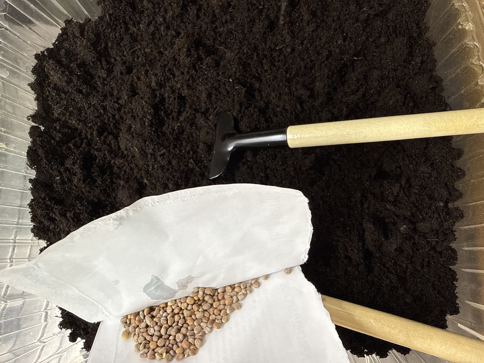 The image shows a clear plastic tray filled with dark brown soil. A small garden rake with a black head and wooden handle lies partially buried in the soil. A white paper packet containing small, round, light brown seeds is partially opened at the bottom left corner of the image. The environment appears to be indoors, likely a gardening area, but the exact location in the city of Unknown, Unknown is not discernible.