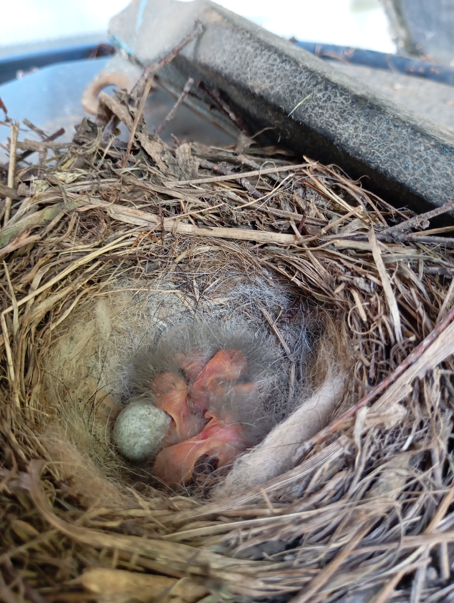 A bird's nest is situated in the city of Ryabki, Russia. The nest is composed of twigs, grass, and soft downy material, forming a circular cup. Within the nest, there are several newborn birds, appearing pink and with their eyes closed. One unhatched egg, speckled gray, rests beside the chicks. The nest is partially obscured by a dark, textured object in the background, possibly part of a structure or urban debris. The overall scene suggests a natural environment within an urban setting, with the nest providing a protected space for the young birds.