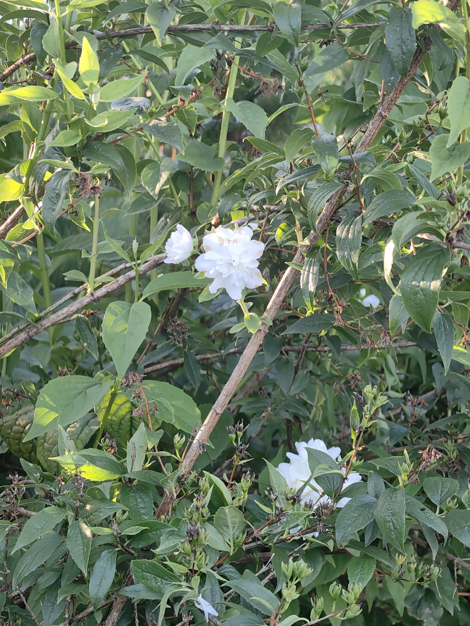 A medium shot captures a dense cluster of lush green foliage with several brown branches running horizontally and diagonally. Among the leaves, three white flowers are visible. Two are fully bloomed and prominently featured, while a third, partially obscured, is in the upper left quadrant. The environment appears to be a garden or park setting within the city of Fanipal, Belarus. The lighting suggests it is either early morning or late afternoon, with sunlight filtering through the leaves, creating highlights and shadows. No people or animals are present in the frame.
