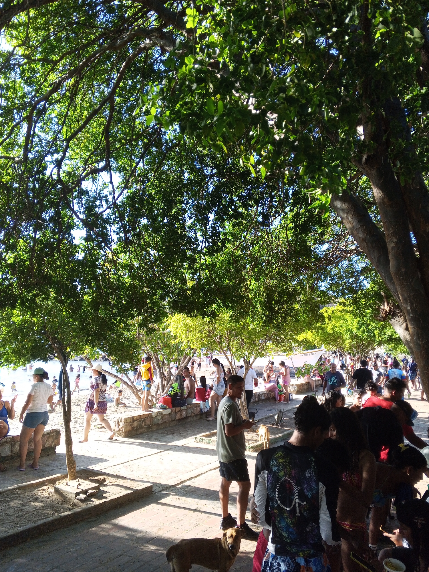 This outdoor scene depicts a crowded beach area in Pedro González, Venezuela. A variety of people are present, with some walking along the shore while others are gathered under the shade of large trees. Some individuals appear to be seated on a low stone wall that separates the beach from a paved area, while others stand in clusters. The scene is bathed in sunlight, with shadows cast by the trees adding contrast to the area. A dog is seen near the foreground. The setting suggests a public recreational space where people can relax and enjoy the beach environment.