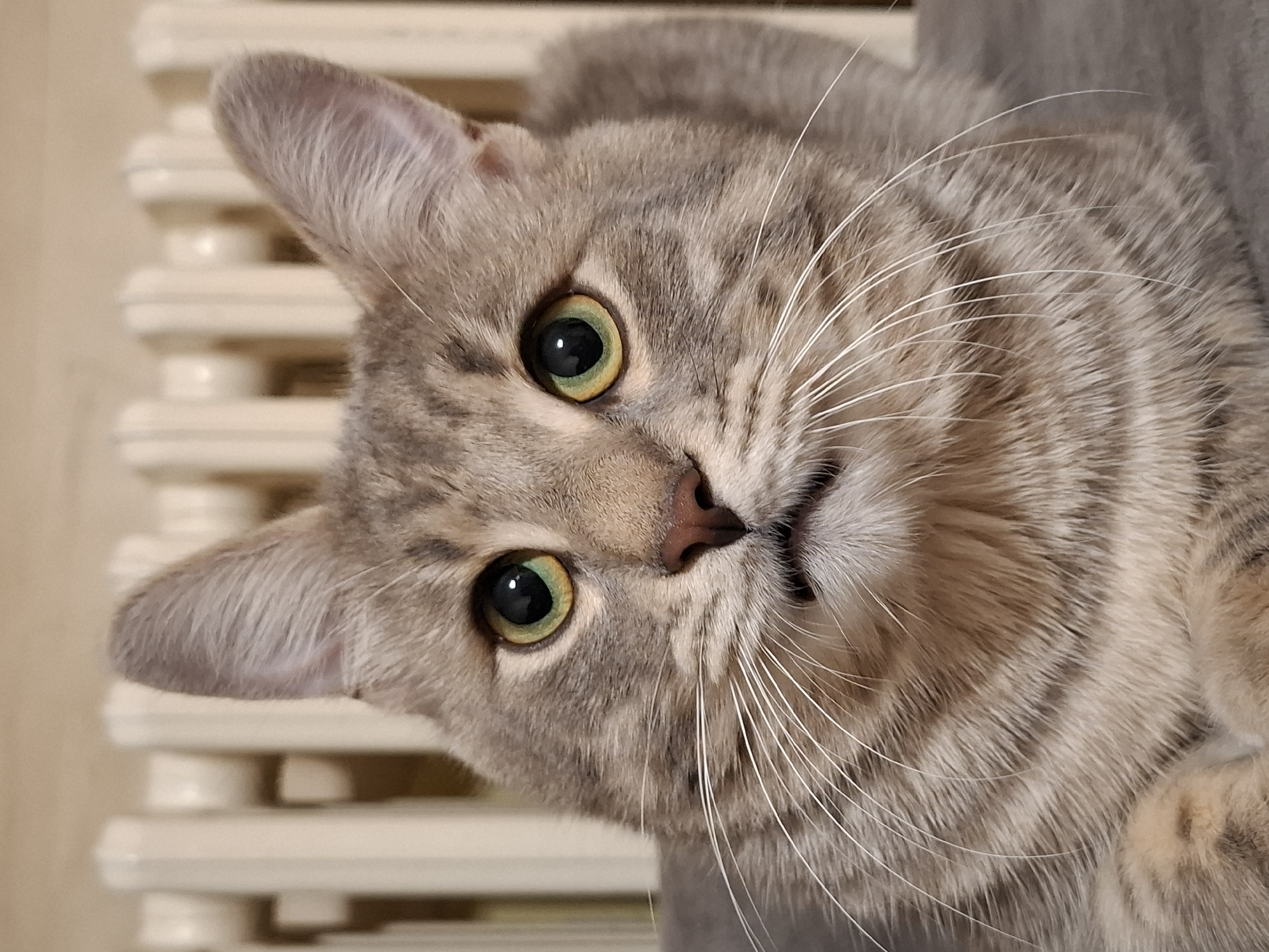 A close-up, slightly tilted, indoor shot focuses on a tabby cat's head and upper body. The cat is facing the camera with its head tilted slightly to the right. The cat's fur is primarily gray with tabby stripes, and its eyes are a striking green with a yellowish ring around the pupil. Long, white whiskers extend from both sides of its nose. The cat's nose is pink. To the left of the cat's head is a cream-colored radiator. The cat is resting on a gray surface. The location is not specified.