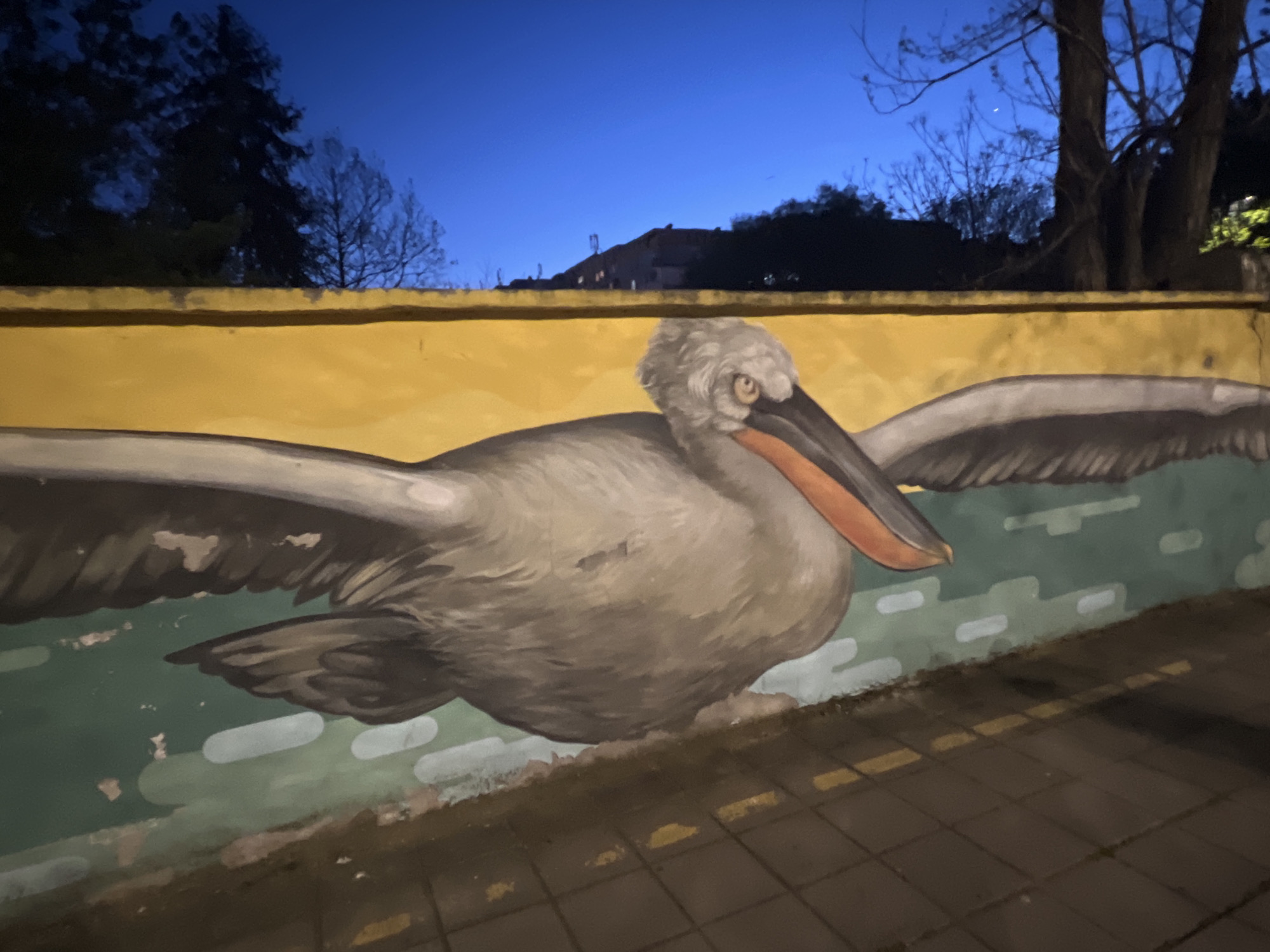 This night-time photograph from Burgas, Bulgaria, features a large, colorful mural of a pelican painted on a wall. The pelican, depicted in light grey and brown plumage with slightly spread wings, dominates the central and lower portions of the image. Its dark beak has a noticeable orange pouch, and its eye possesses an intense, watchful expression.
The mural is situated on a wall that is distinctly divided into two horizontal sections: the top part is painted a bright yellow, and the bottom part, where the pelican rests, is a deep green with lighter, abstract shapes that resemble water. There are visible signs of wear, such as chipped paint on both the wall and the mural.
Above the wall, the sky is a deep, dark blue, suggesting either late dusk or night. Silhouetted against this sky are dense, dark tree foliage and bare branches on the left, and a cluster of dark buildings with faint glimmers of light on the right. A delicate crescent moon is faintly visible in the upper right quadrant of the sky. In the foreground, a dark, paved sidewalk with subtle yellow dashed lines is partially visible and illuminated, providing a street-level perspective. The scene evokes a quiet, nocturnal atmosphere, centering on the striking artwork. No text is visible in the image.