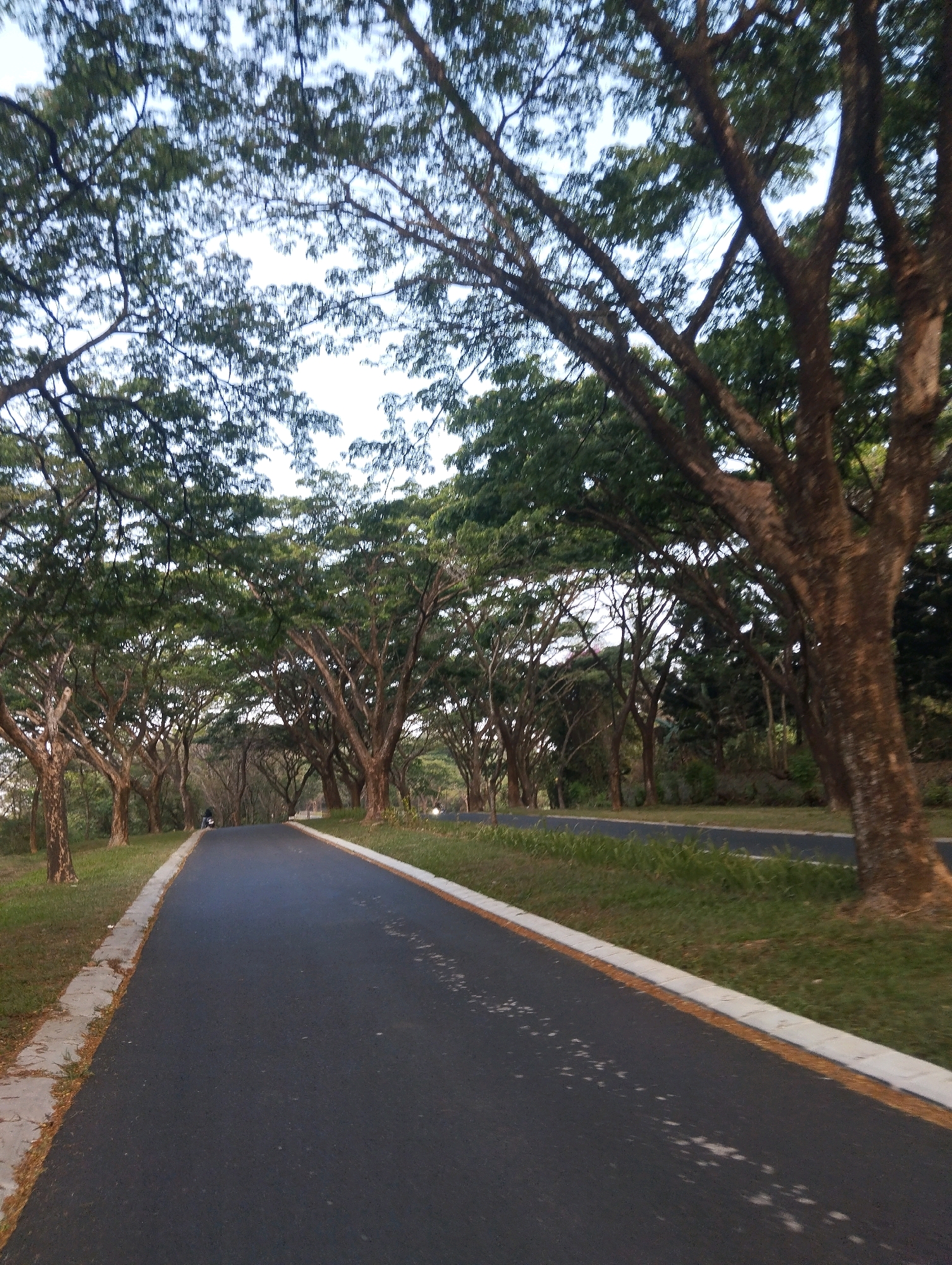 The image depicts a road lined with trees in Babakan Madang, Indonesia. The road is paved and appears to be an asphalt surface with a light-colored concrete curb on the left side and a narrower strip of light-colored paving stones on the right. The trees are dense, with thick trunks and branches that form a canopy over the road, creating a shaded pathway. The leaves are green, suggesting it is a time of year with abundant foliage. The ground on either side of the road is covered in grass. In the distance, a person on a motorbike is visible on the road, traveling away from the viewer. The sky is visible through the gaps in the tree canopy, and it appears to be overcast or hazy. The overall impression is one of a serene, tree-lined road, possibly in a park or rural setting within Babakan Madang.