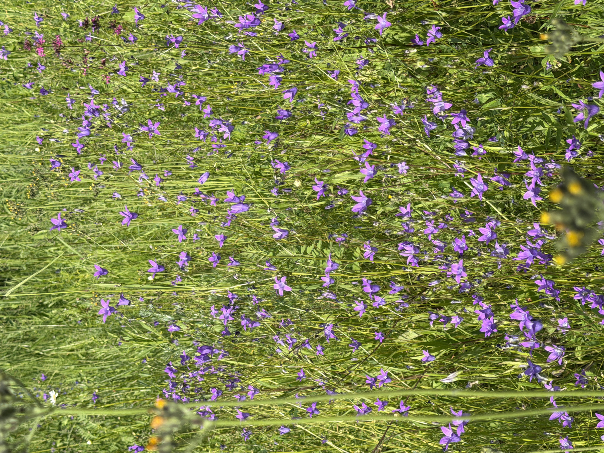 The image shows a dense field of purple bell-shaped flowers and green grass under a bright sky. Some yellow flowers are also visible in the foreground. The scene appears to be a natural landscape, possibly a meadow or a wildflower patch. There are no people or man-made objects in the image. The lighting suggests it is daytime, with sunlight illuminating the vegetation.