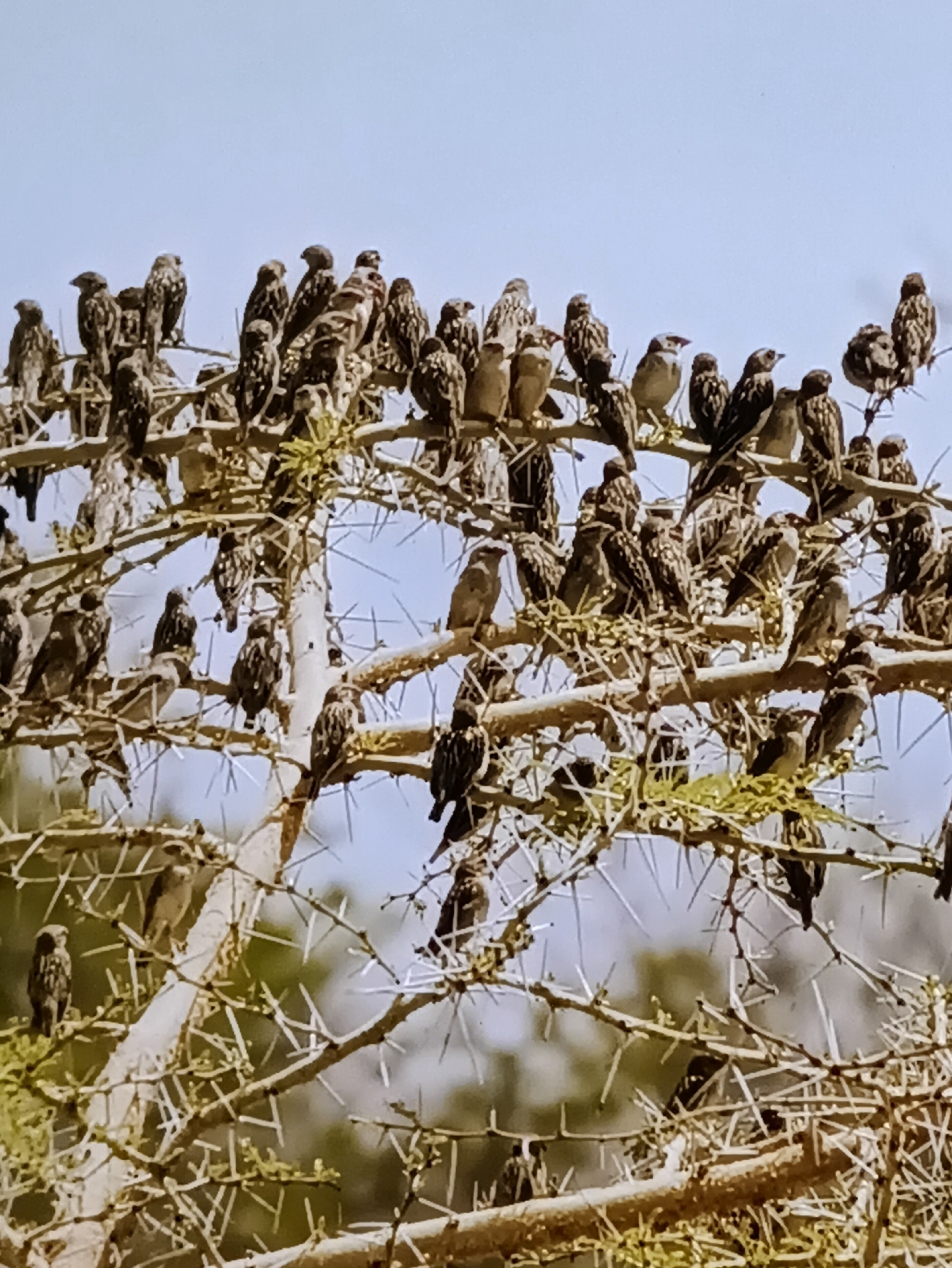 The image depicts a large flock of small, brown and grey birds perched on the thorny branches of a tree, set against a pale blue sky. The birds are clustered together, with many facing in different directions. Some appear to be looking down, while others are looking upwards or at each other. The tree has numerous sharp thorns, and the branches are thin and intertwined. The overall impression is of a crowded roosting site. The scene is not identifiable as being in Kamianets-Podilskyi, Ukraine.
