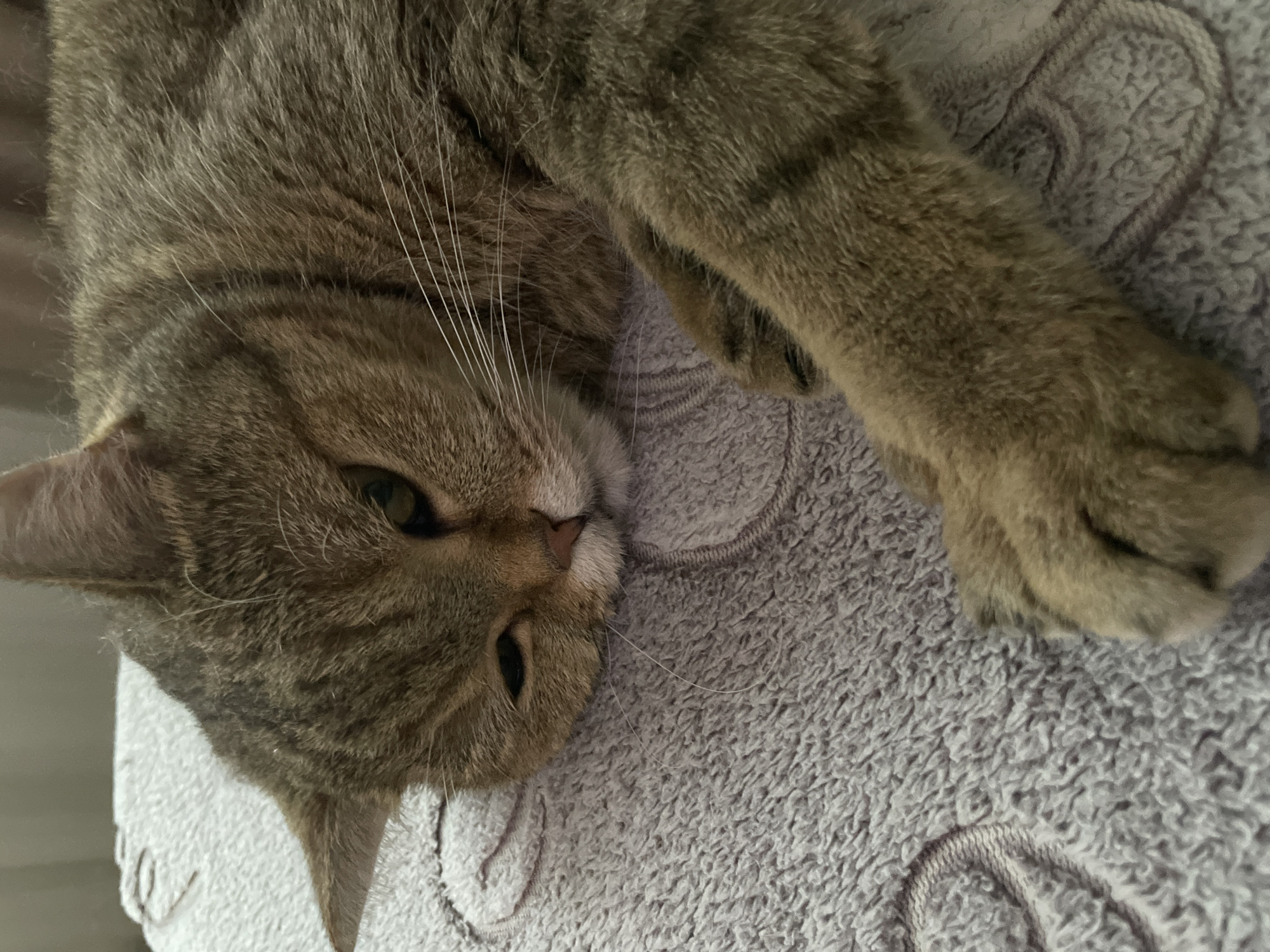 A close-up, eye-level shot shows a tabby cat resting on a textured grey blanket. The cat is lying on its side, facing left with its head propped up. Its left eye is partially closed, giving it a sleepy or content expression. The cat has brown and black stripes across its fur, white whiskers, and pink nose. Its left paw is extended forward, resting on the blanket. The blanket has a subtle embroidered pattern of circular designs. The background is out of focus, appearing to be a light-colored wall or curtain. The scene is indoors, likely in a residential setting. There are no people or other animals visible. The lighting appears soft and natural.