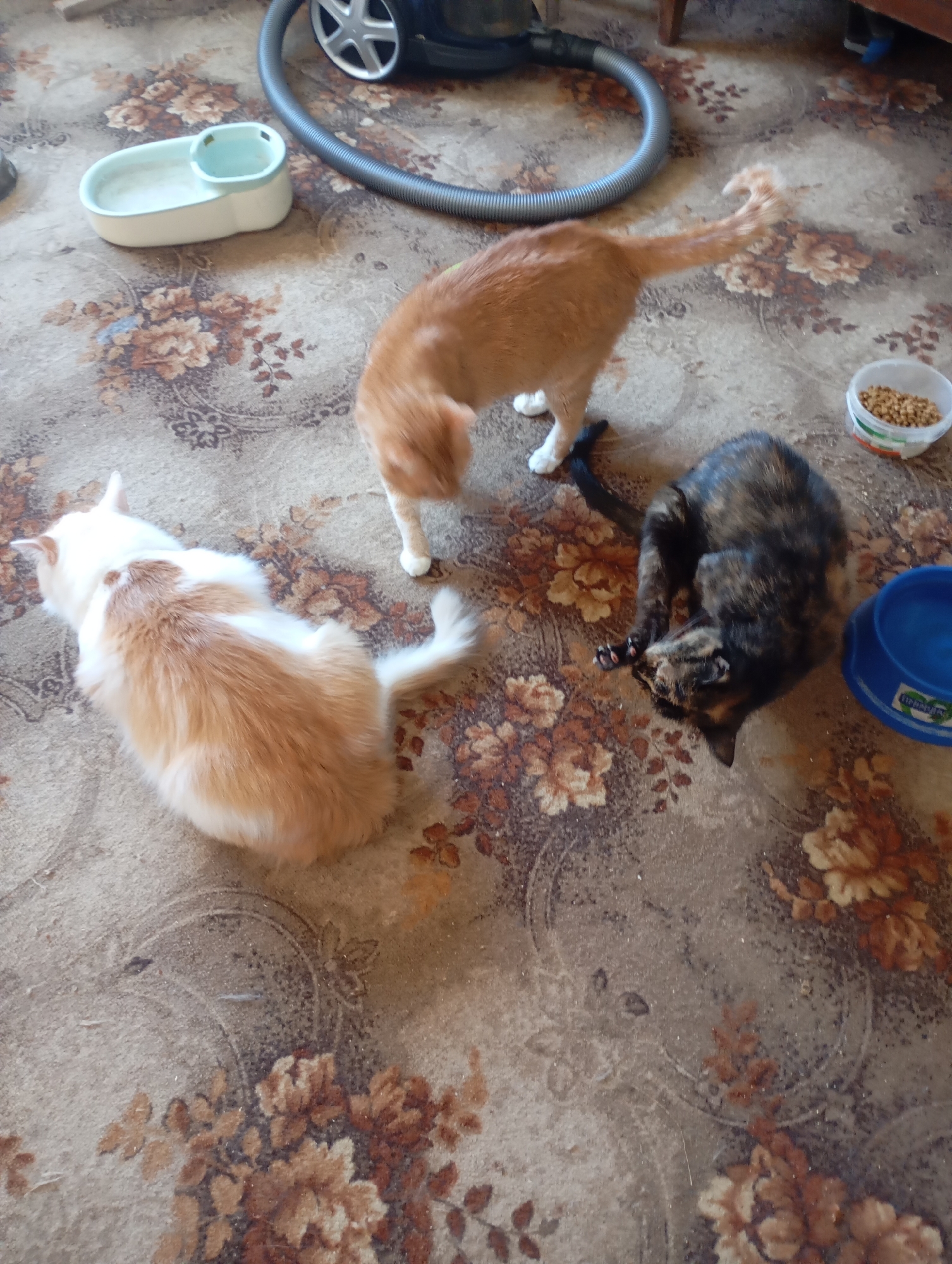 The image shows three cats on a patterned carpet. In the background, a vacuum cleaner hose is visible. To the left, a white and light brown cat is lying down, facing away from the camera. In the center, a ginger cat stands, facing away from the camera. To the right, a tortoiseshell cat is curled up on the floor. There is a blue bowl and a white bowl with kibble also visible. The scene appears to be indoors, likely in a domestic setting. It is not possible to determine the location within Kharkiv, Ukraine from the provided image.