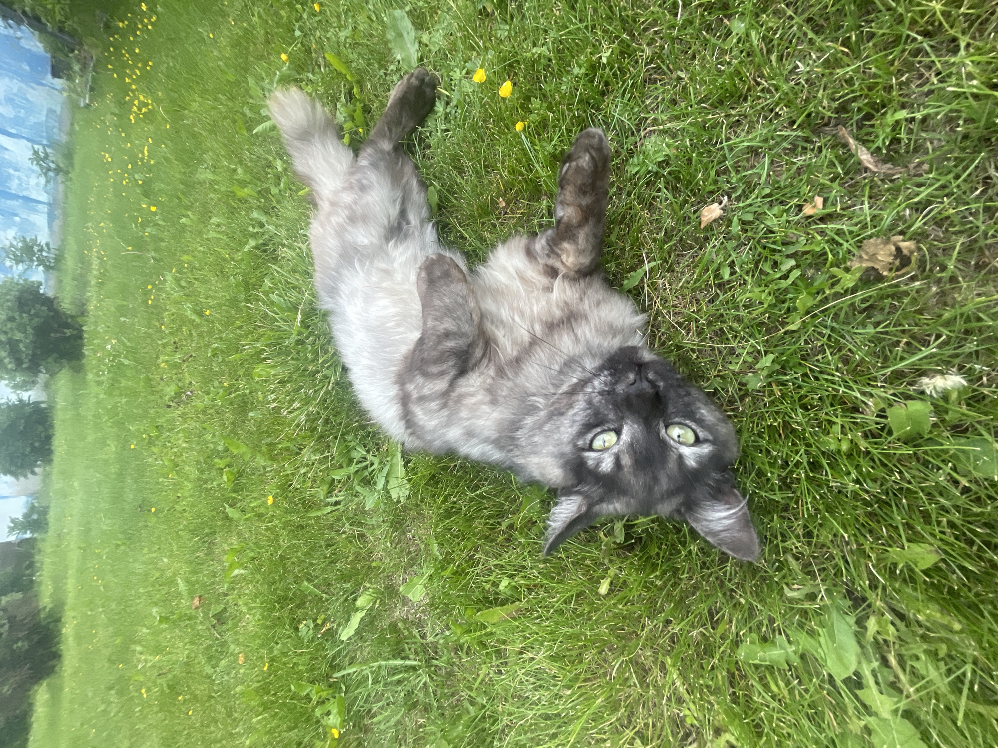 An outdoor medium shot captures a long-haired, gray cat lying on its back in a patch of green grass. The cat has bright green eyes and its paws are raised in the air. Small yellow flowers are scattered throughout the grass, and in the background, a blurry blue and white structure is visible. The overall lighting suggests daytime.