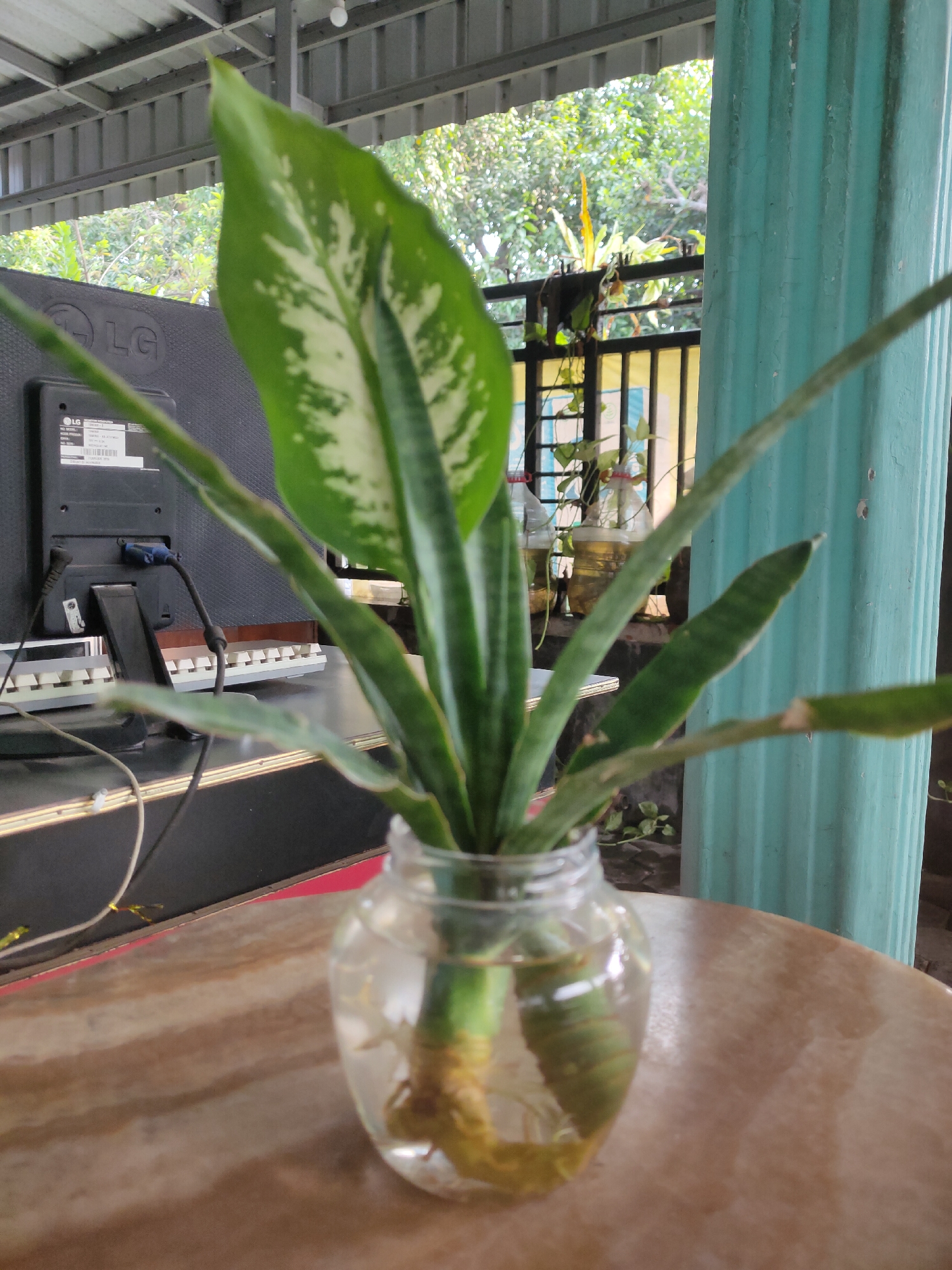 The image depicts a houseplant in a clear glass jar filled with water, placed on a wooden table. The plant has green leaves with white variegation and visible roots. In the background, a computer monitor with an LG logo is visible, along with a keyboard. Beyond that, there is an outdoor scene with trees and a blue pillar. The setting appears to be a covered outdoor area, possibly a porch or patio, in Ngasem, Indonesia.