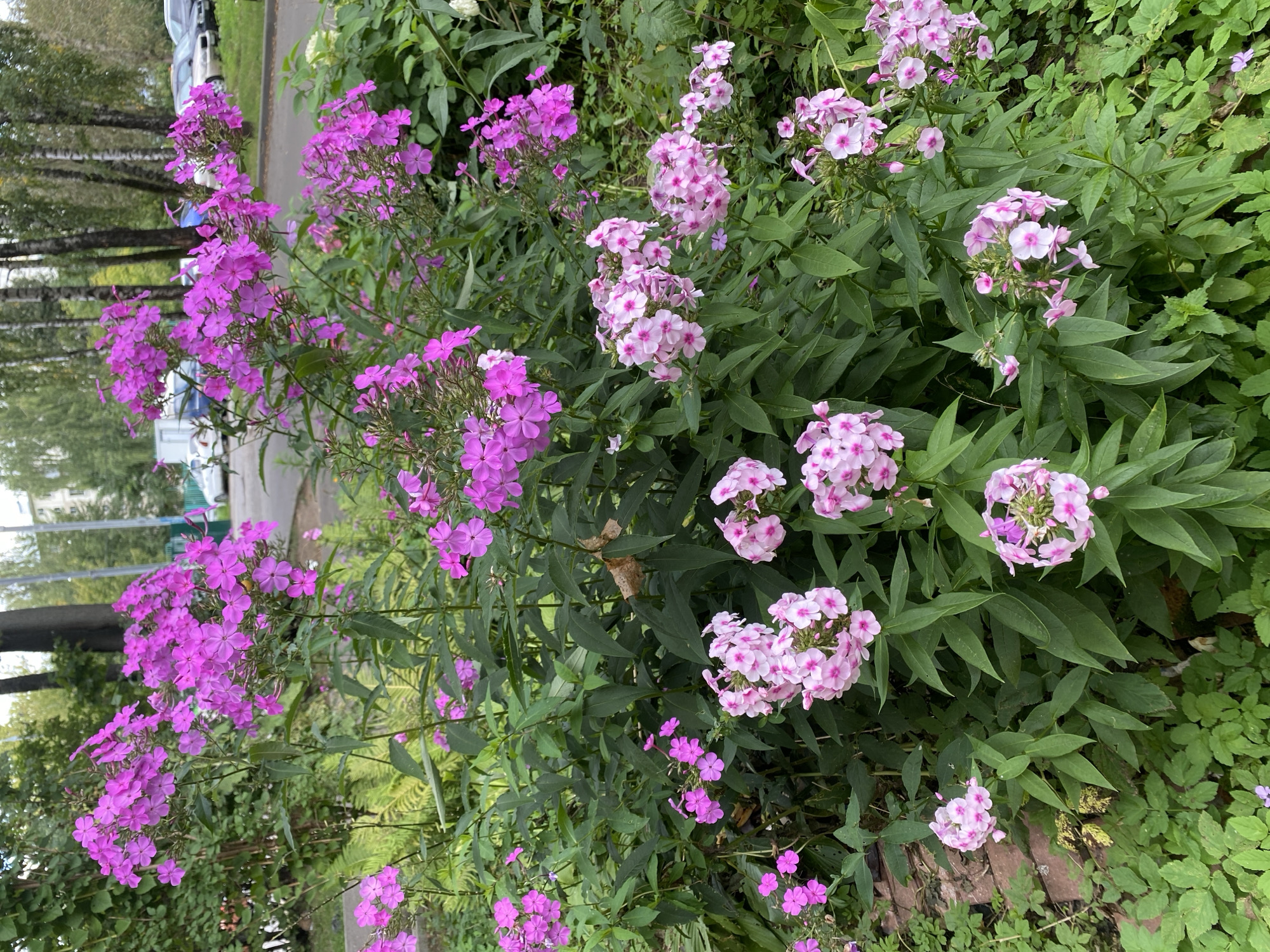 The image shows a cluster of pink phlox flowers in a garden setting, likely in Ivanteyevka, Russia, given the context. The flowers are in various stages of bloom, with some clusters being dense and others more sparse. The foliage is a lush green, with some dried brown leaves visible among the branches. In the background, there are trees, a paved area that appears to be a road or sidewalk, and several parked cars. The lighting suggests it is daytime, with overcast skies. There are no people visible in the image. The scene conveys a naturalistic urban environment.