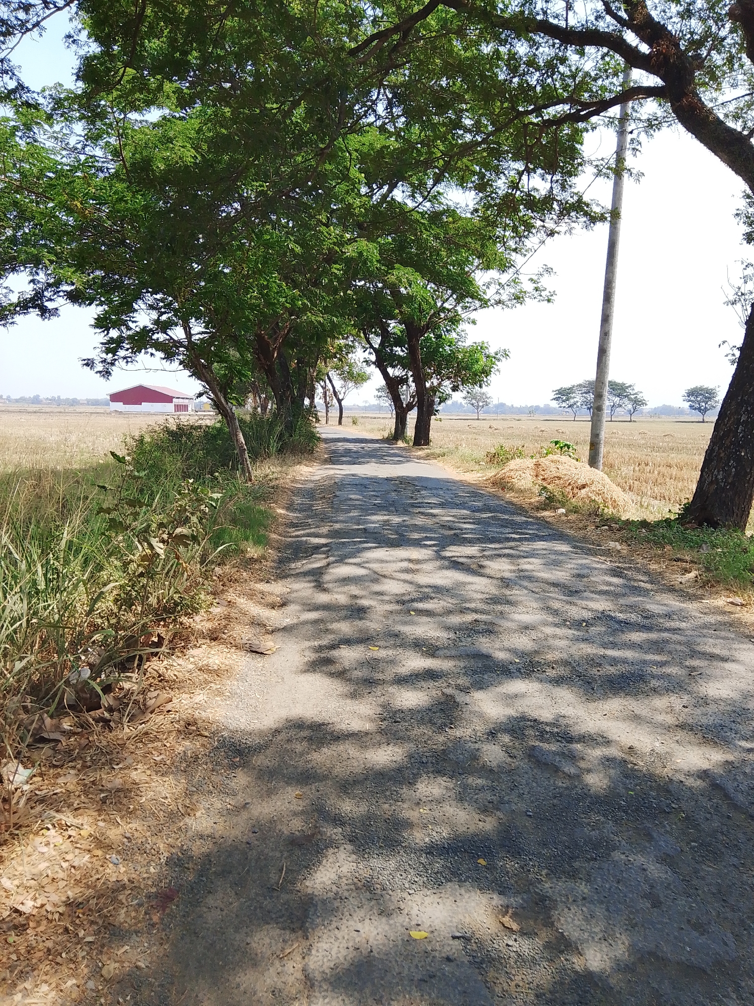 The image depicts a rural road in Tigojuru, Indonesia, lined with mature trees casting shadows on the asphalt surface. The road curves gently towards the horizon, where a flat, dry field stretches out under a clear sky. A large, red-roofed building with white walls is visible in the distance on the left side of the field. A solitary utility pole stands on the right side of the road, amidst sparse vegetation and dry grasses. The overall scene suggests a quiet, sun-drenched day in a rural Indonesian landscape.