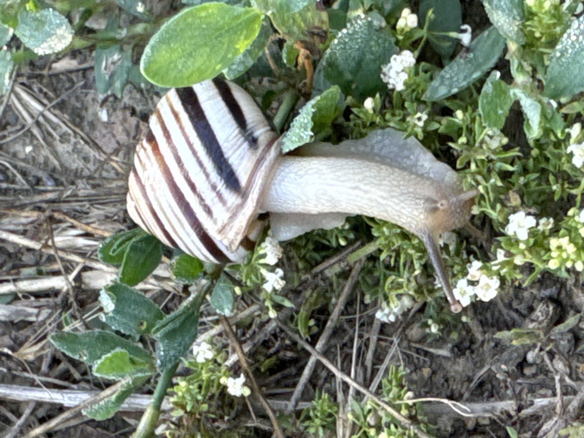 A close-up, eye-level shot shows a garden snail with a striped shell partially submerged in small white flowers and green foliage. The snail's body is extended, with its head facing towards the right, featuring visible antennae and a small mouth. The shell exhibits a pattern of alternating dark brown and off-white stripes. The surrounding environment consists of dry, thin stalks of grass, soil, and small green leaves, some of which are covered in dew. The lighting suggests it is daytime. The location is identified as Камышеваха, Russia.