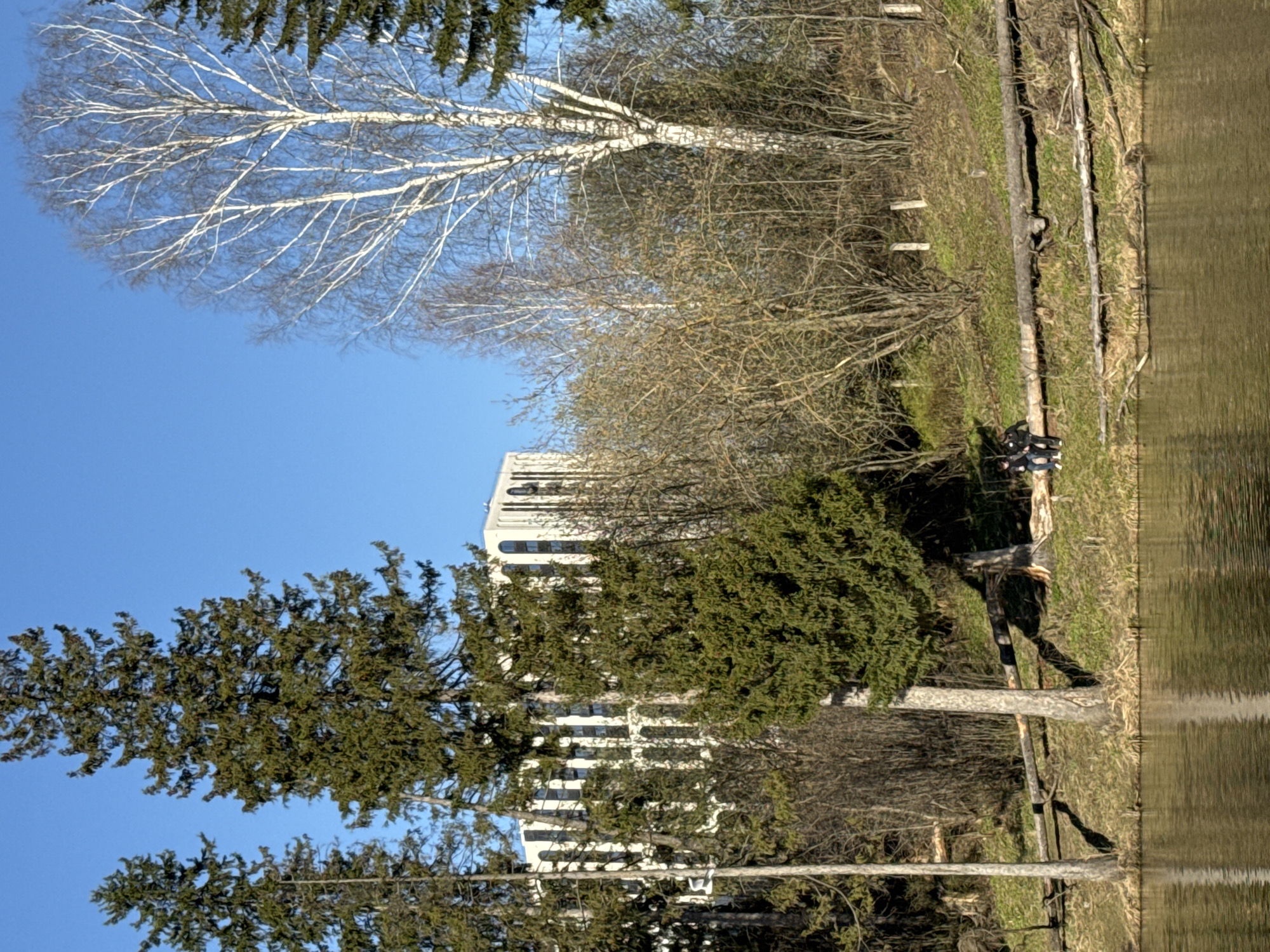 A horizontal outdoor shot captures a building partially obscured by trees, adjacent to a body of water. A slender white tree with bare branches extends into a clear blue sky. Evergreen trees are positioned in the foreground. On the grassy bank near the water, a person is seen near a fallen tree trunk. The location is suggested to be Izhevsk, Russia.