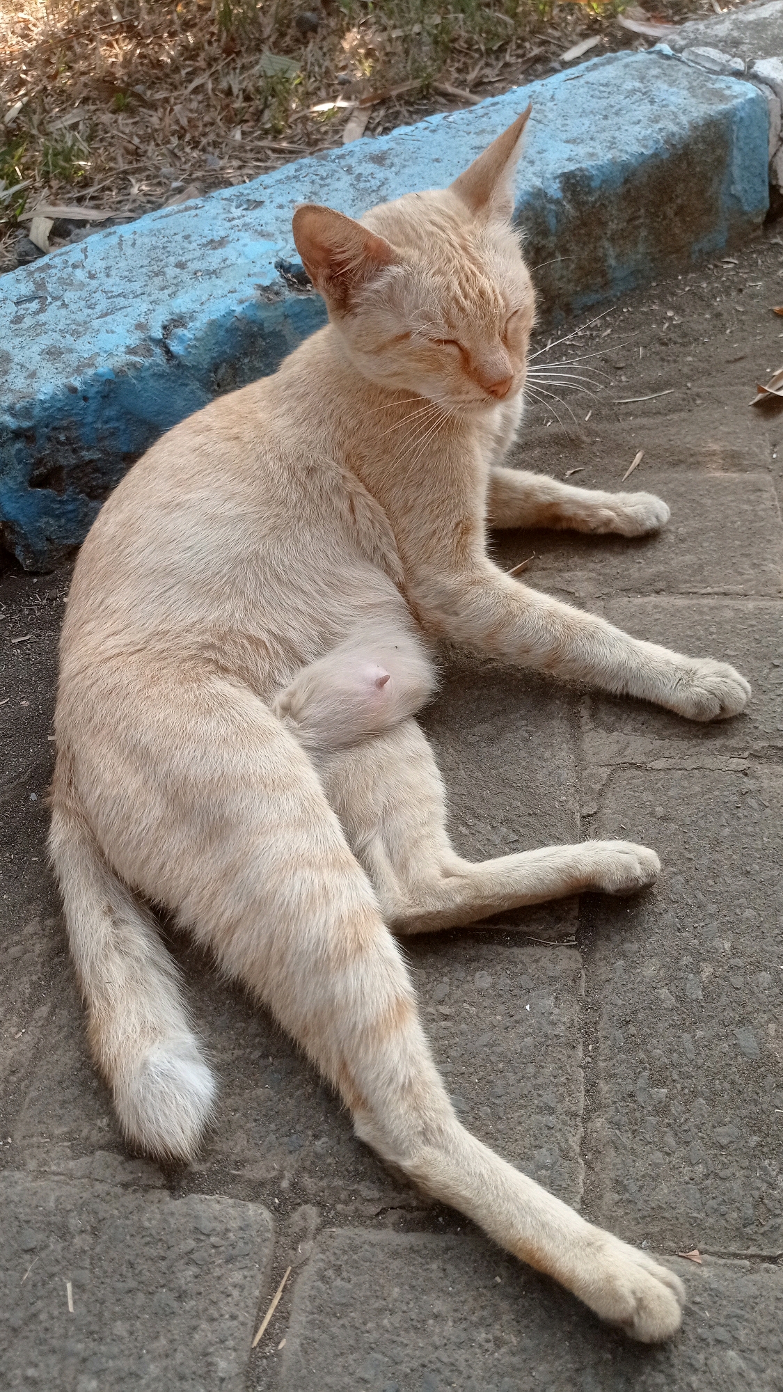 A light orange cat with closed eyes is lying on its side on a paved surface. The cat is positioned horizontally in the frame, with its head to the right and its tail to the left. Its legs are extended and relaxed. A blue-painted concrete barrier is visible behind the cat, and beyond that, dry grass and dirt. The scene appears to be outdoors in a street or sidewalk area. The cat is the primary subject, and its relaxed posture suggests it is resting or sleeping. There are no other living beings or significant human-made objects in the immediate vicinity of the cat. The overall environment is simple and functional, with a focus on the natural state of the animal.