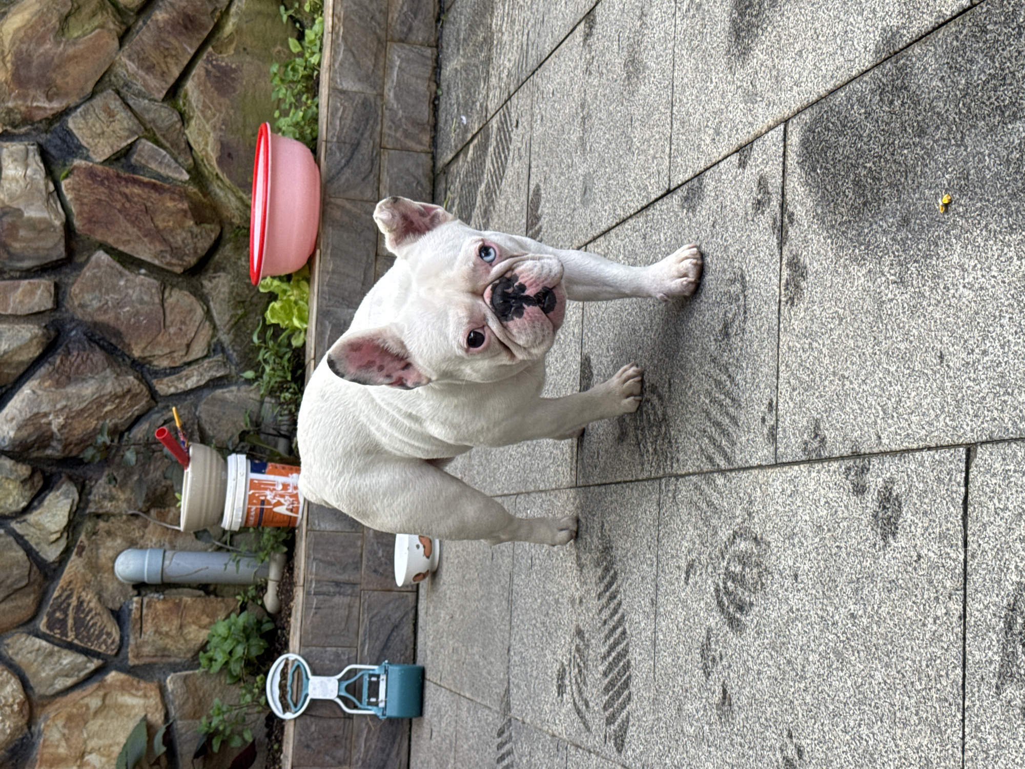 A white French Bulldog with heterochromia, one blue eye and one brown eye, stands on a paved stone surface in what appears to be a backyard or patio area. The dog is facing the camera with its head slightly tilted. Behind the dog, a stone wall is visible, with some greenery and various objects such as a blue and white dog waste scooper, a white bowl with a pattern, a bucket, a pipe, and a pink plastic basin. The paved surface shows some wet patches and what appear to be paw prints. The lighting suggests it is daytime. The location is identified as Lâm Viên - Đà Lạt, Vietnam.