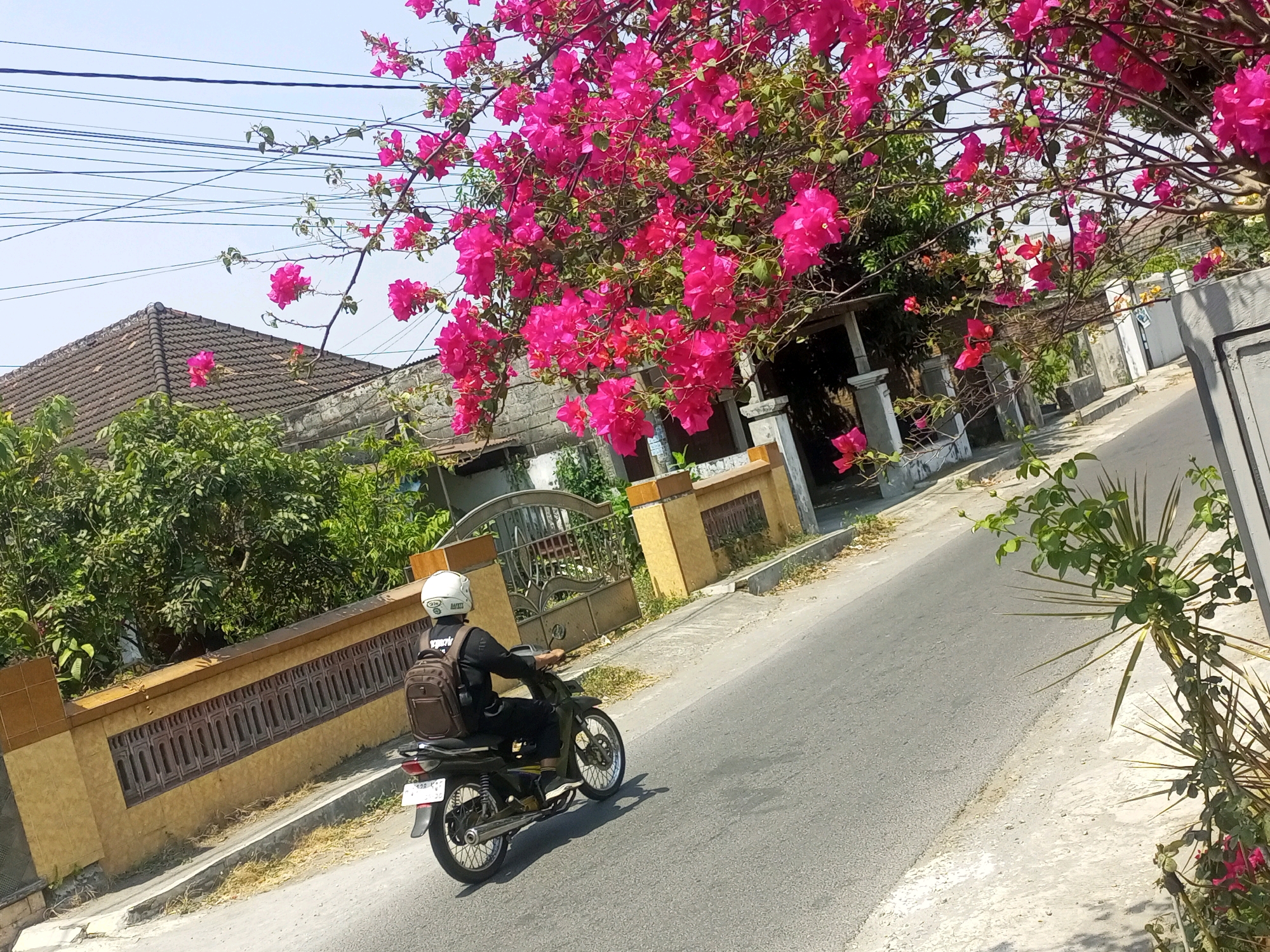 A motorcyclist wearing a white helmet and a brown backpack rides a motorcycle on a paved road in Ngasem, Indonesia. The road is lined with a low, yellow wall with decorative cutouts and a metal gate. A vibrant bougainvillea tree with bright pink flowers hangs over the scene, obscuring part of the blue sky, which is crisscrossed with electrical wires. In the background, there are houses with tiled roofs and green trees. The lighting suggests it is daytime, likely sunny.