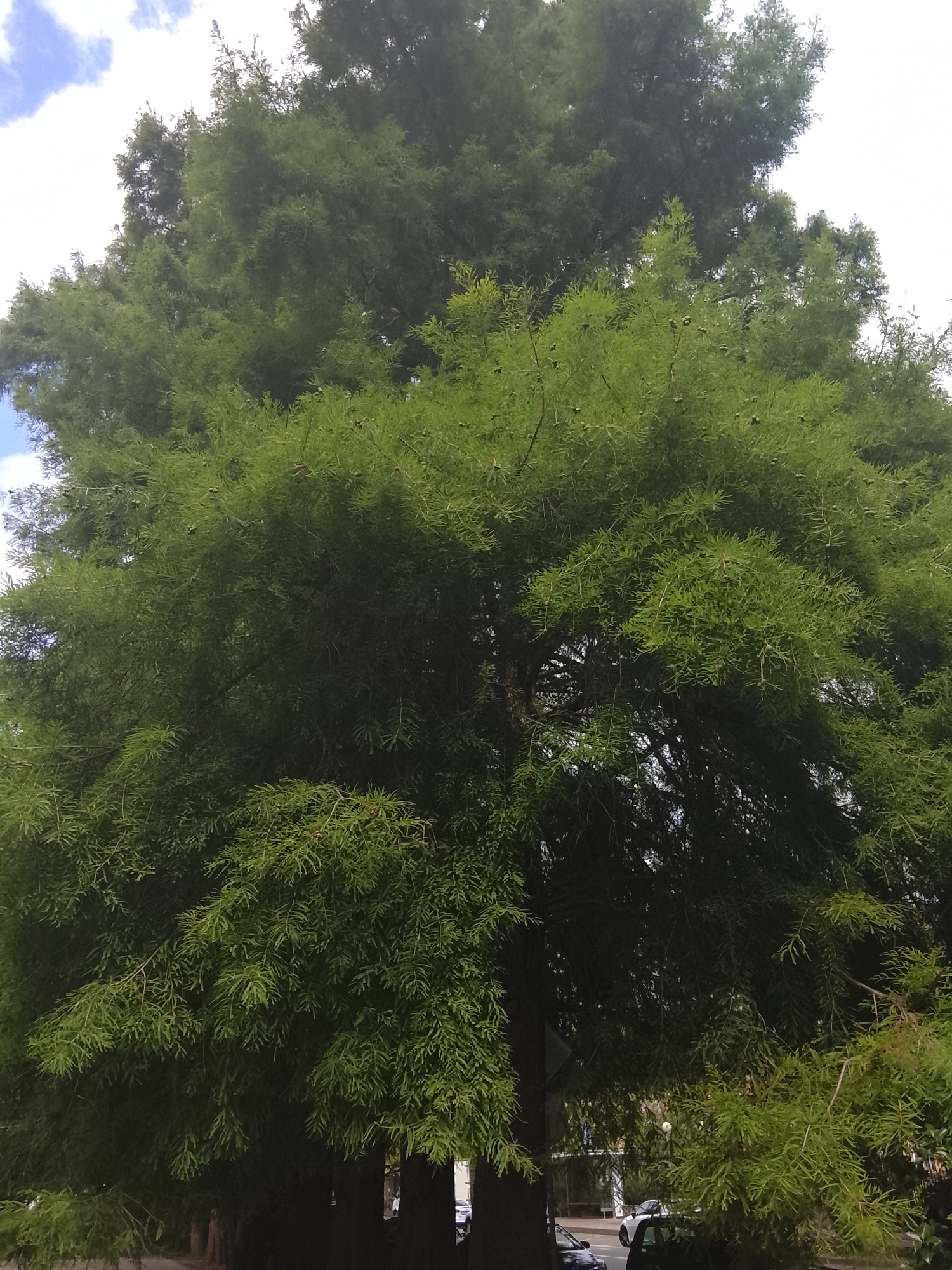 This media file captures a lush, green tree with feathery foliage, likely a conifer given the presence of small cones. The tree is massive, dominating the frame and extending upwards towards a partly cloudy sky. The lower portion of the image reveals the tree's thick, dark trunk and branches, with glimpses of what appears to be a street scene behind it. Several dark-colored tree trunks are visible in a line behind the main subject, suggesting a planted arrangement. In the background, out of focus, there are indications of urban elements, including what might be buildings or structures, and some vehicles, including a white car. The lighting suggests it is daytime, possibly late morning or afternoon, with the sun partially obscured by clouds, creating a diffused light. The overall impression is one of natural abundance within a developed area. The scene is devoid of people, and there are no visible text elements. The location context provided indicates this scene is from Oryol-Izumrud, Russia.