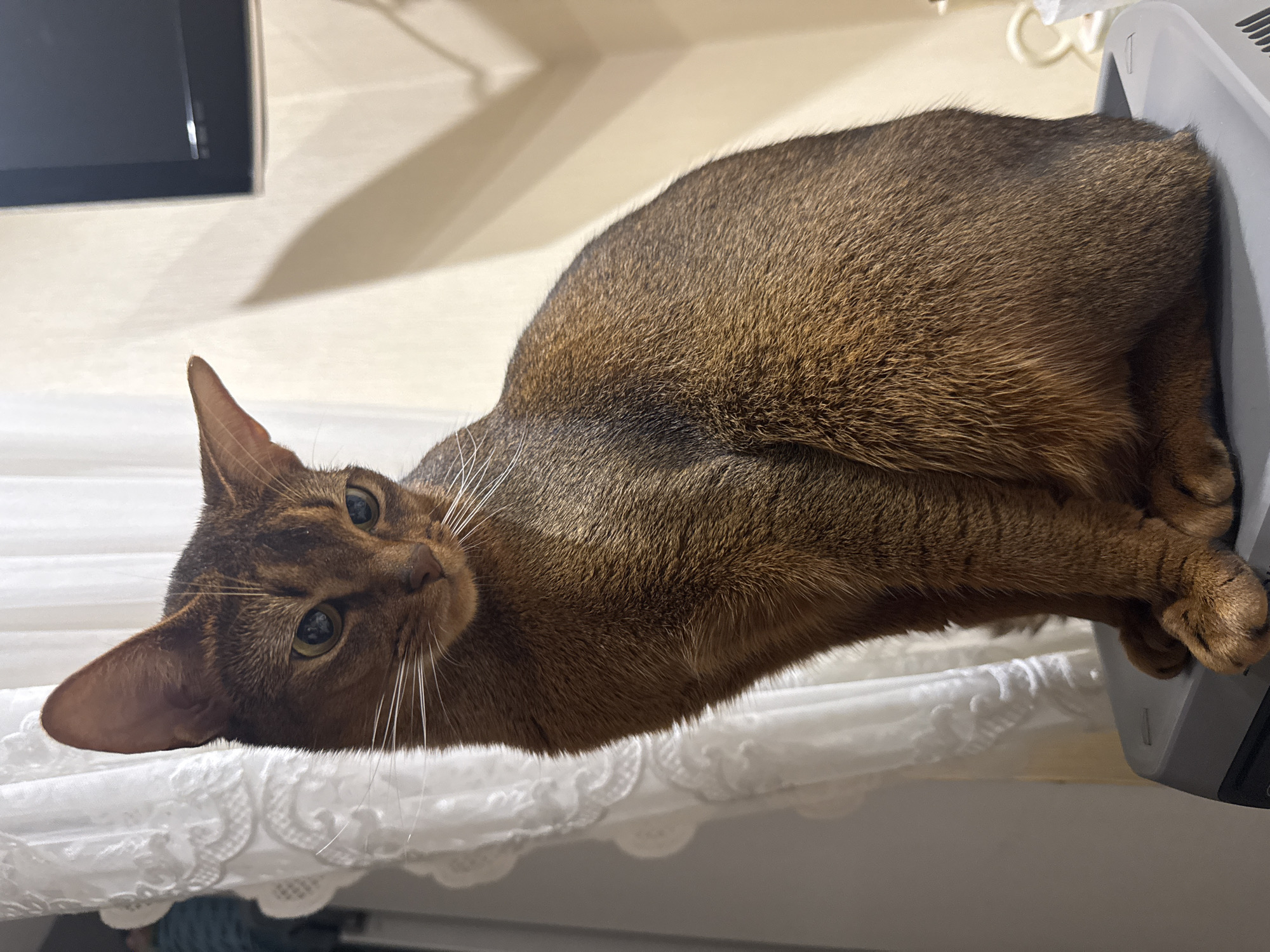 An Abyssinian cat with reddish-brown fur sits on top of a gray electronic device. The cat is facing to the left, with its head turned slightly towards the viewer. Its eyes are green, and its ears are large and pointed. The cat's fur has a ticked pattern, typical of the breed. In the background, a white lace curtain is visible to the left, and a portion of a dark television screen is on the right. The wall behind the cat is a light beige color, with a shadow cast from an unseen object. The scene appears to be indoors, in a domestic setting. The location is not specified in the image.