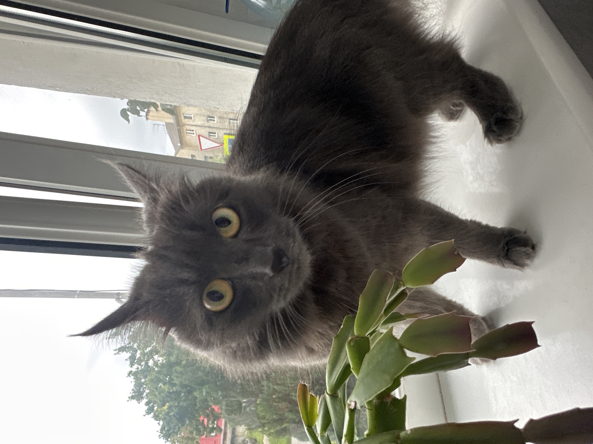 A medium shot captures a fluffy, gray cat standing on a white windowsill. The cat's large, yellow eyes are wide and alert, and its ears are pointed upwards. To the left of the cat, a portion of a green plant with flat, segmented leaves is visible. Behind the cat, through a window, a glimpse of a city scene is visible, with buildings and trees under a cloudy sky. A red and white triangular traffic sign is also present in the background. The cat is positioned in the center of the frame, looking directly at the camera.