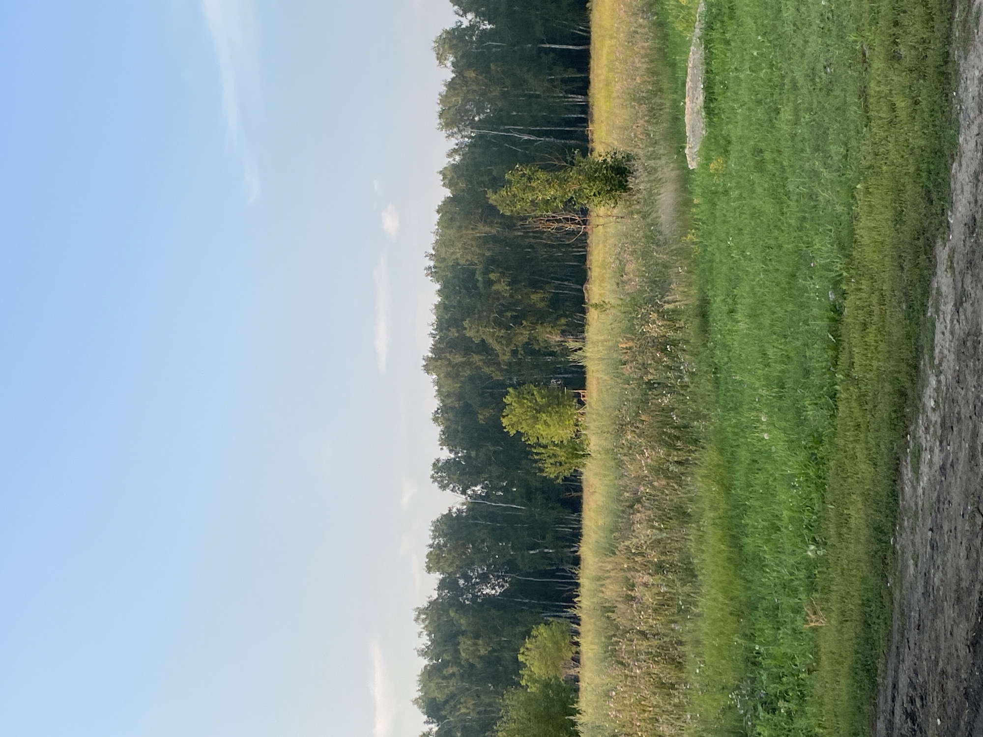 The image shows a rural landscape scene with a dense forest in the background, a field of tall grass and wildflowers in the middle ground, and a dirt path in the foreground. The sky is a pale blue with a few wispy clouds. The forest appears to be composed primarily of deciduous trees, with lighter colored trunks, possibly birch trees. The field is a mix of green grasses and muted colors from the wildflowers, with some taller plants scattered throughout. There is a concrete slab visible in the right middle ground. A small, reddish-brown animal, possibly a fox, is partially visible in the lower left quadrant of the image, partially camouflaged by the grass. The scene is likely a natural area outside of a populated settlement, given the abundance of vegetation and the undeveloped dirt path. The location in Verkhniy Karbush, Russia, suggests a natural, possibly wooded, environment common in that region.