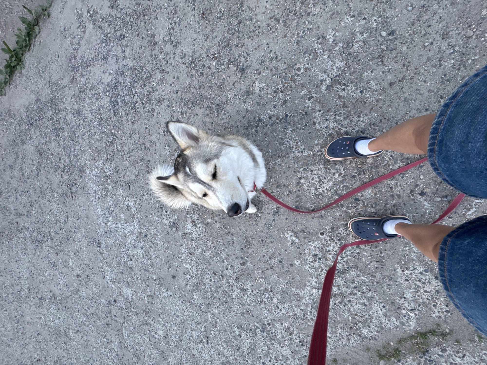 A high-angle view depicts a dog on a leash, with a portion of the person holding the leash visible on the right side of the frame. The dog is a husky-like breed, predominantly white and gray with a black nose. It has its eyes closed. The leash is red and connects to the dog's collar. The person is wearing blue jeans and dark-colored Crocs with white socks. The location appears to be an asphalt or concrete surface with a rough texture, suggesting a paved area. The image does not contain specific markers indicating the location in Chaikovsky, Russia.