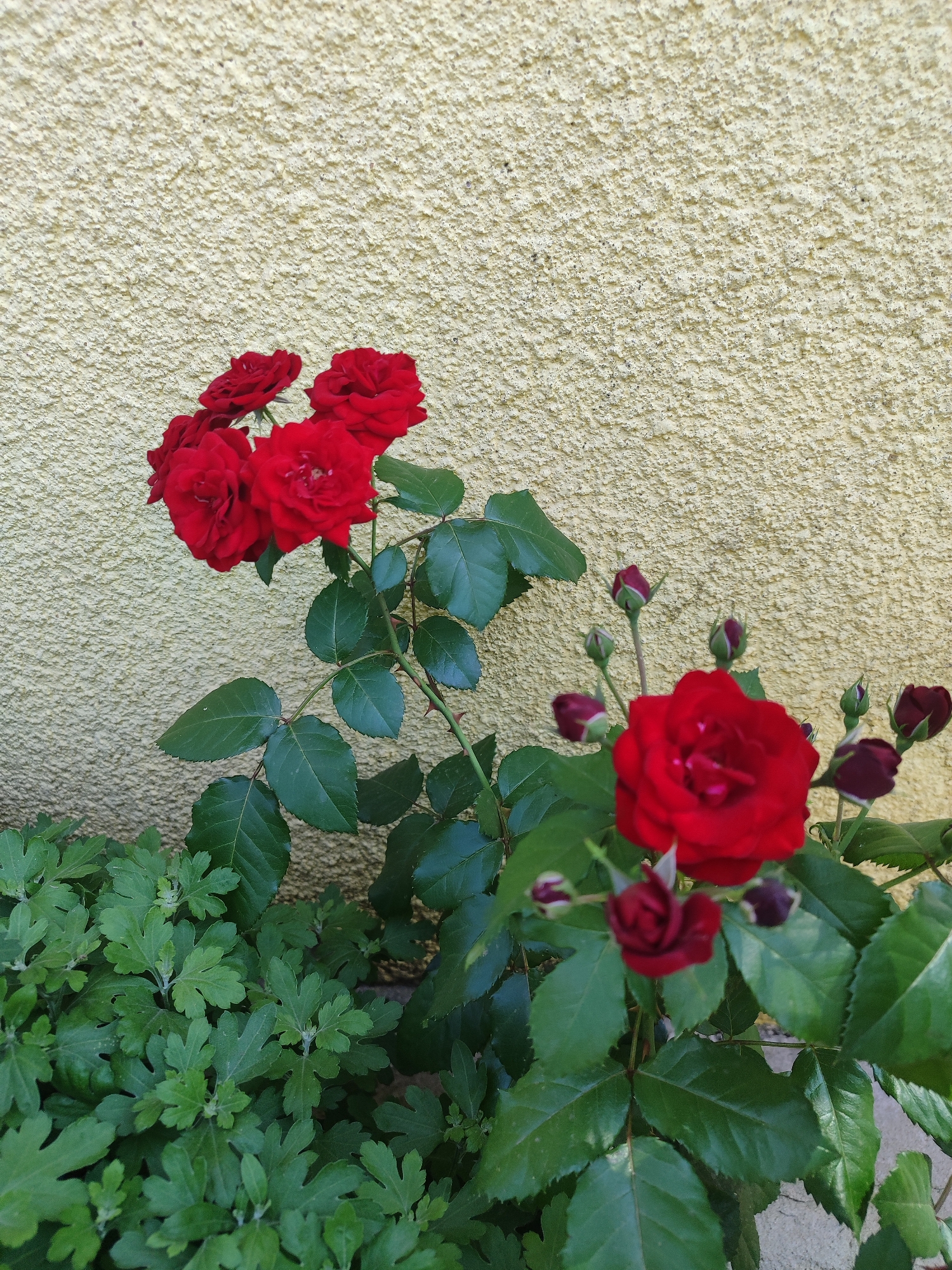 A cluster of vibrant red roses, some fully bloomed and others in bud, are the focal point of this image. They are positioned in the foreground, with lush green foliage surrounding their stems. In the background, a textured, pale yellow wall serves as a backdrop, showing a rough, stucco-like finish. The scene appears to be outdoors, possibly in a garden or courtyard, given the presence of plants and the wall. The lighting suggests it is daytime, with a soft, diffused light illuminating the scene. There are no people or animals visible in the image. The overall impression is one of natural beauty and tranquility. The location in Novosamarka, Ukraine, is noted.
