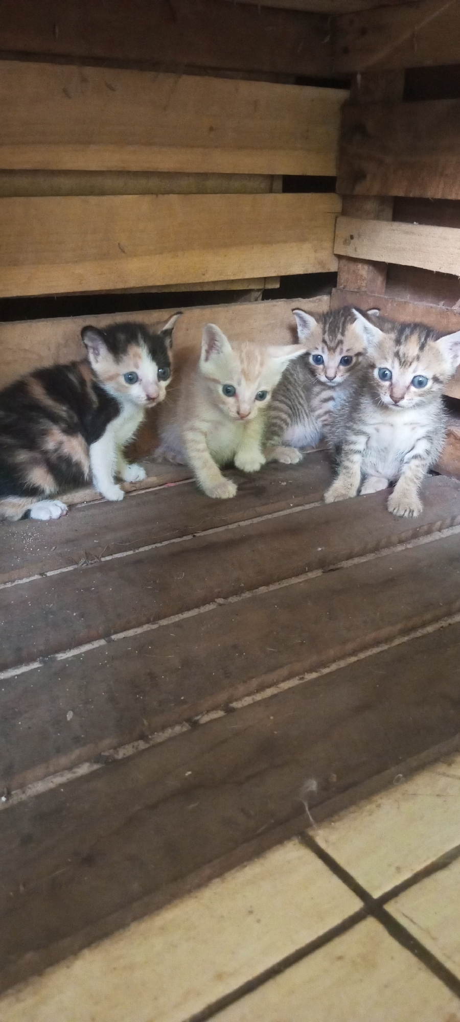 The image displays four kittens in a wooden enclosure. From left to right, the first kitten is calico with black, white, and orange patches and blue eyes. The second kitten is a pale orange tabby with blue eyes. The third and fourth kittens are grey and black striped tabbies with blue eyes. The kittens are positioned on a wooden floor with visible planks. The background consists of wooden slats forming the walls of the enclosure. The overall environment suggests an outdoor or rustic setting. There are no people or explicit signs of human presence beyond the enclosure itself. The scene is well-lit, and the focus is on the kittens. The location is identified as Lubangbuaya, Indonesia.