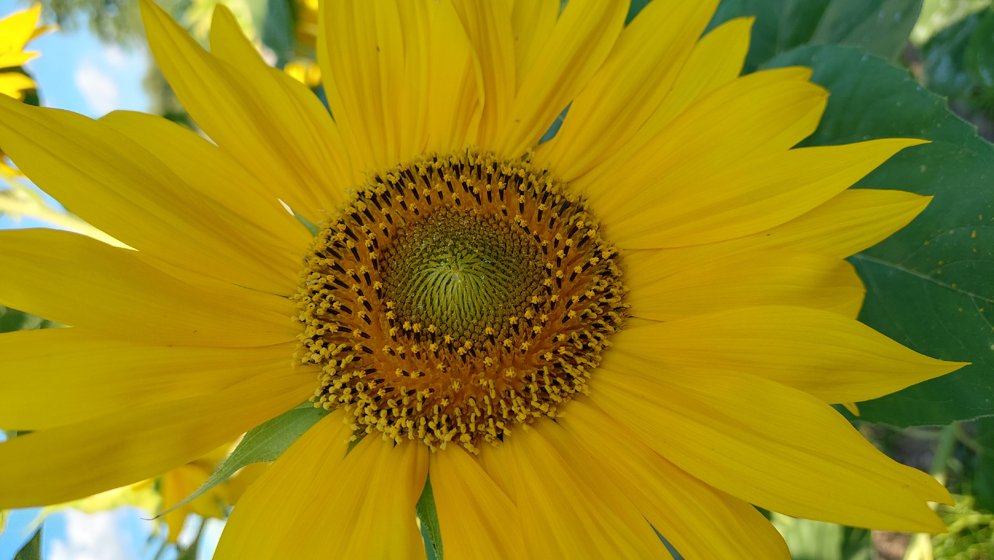 A close-up, vertical, eye-level shot of a sunflower in Kozarovychi, Ukraine. The flower fills the majority of the frame, with its bright yellow petals radiating outwards from a central disk. The disk is composed of numerous small, dark florets arranged in a spiral pattern, with a lighter green center. The background is blurred, showing hints of blue sky with white clouds, and green foliage. The image is sharply focused on the sunflower, highlighting the intricate details of its structure.