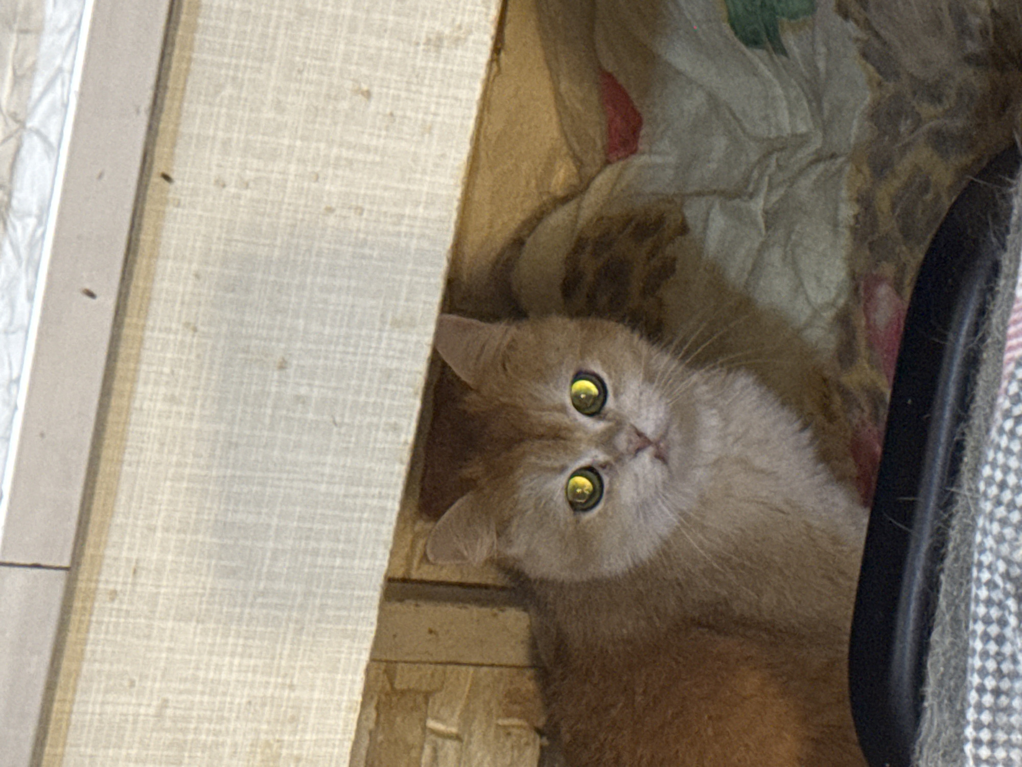 An orange tabby cat with striking yellow eyes is nestled amongst folded fabric. The cat's fur is short and appears soft. Its face is alert, with a small pink nose and whiskers. Behind the cat, the fabric has a patterned texture and appears to be a mix of colors, including beige, brown, and hints of red and green. The cat is positioned within a confined space, with a light-colored, textured surface above it, possibly a wooden plank or ceiling. The background shows a textured wall, possibly made of brick or stone. The overall lighting suggests an indoor environment, possibly a storage area or a dimly lit room. The image does not contain any information that can be used to determine the location within the city of Dnipro, Ukraine.