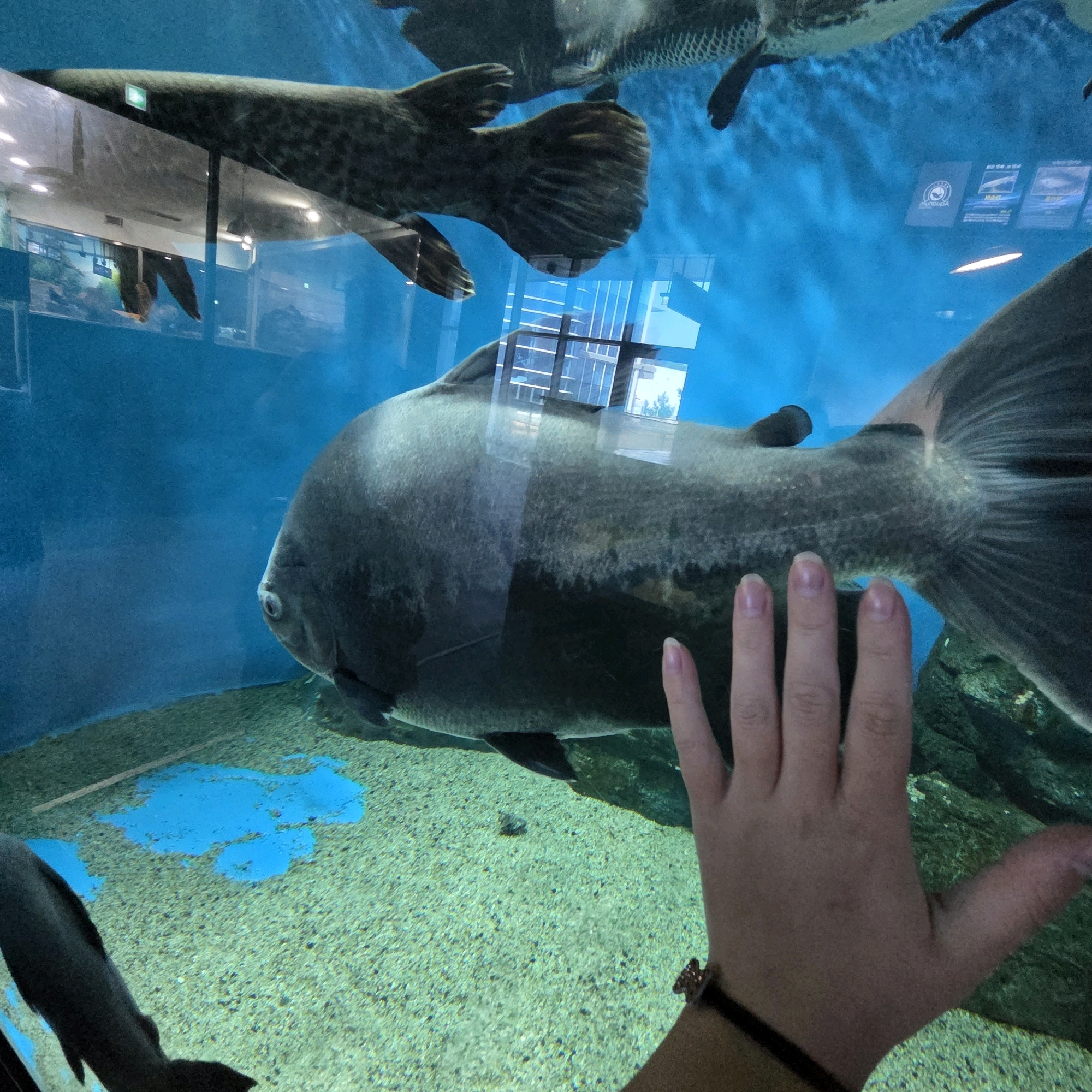 In an aquarium in Gangneung-si, South Korea, a large, dark-colored fish with a wide body and prominent fins swims near the glass. A person's hand with manicured nails is visible on the right side of the frame, touching the glass, suggesting interaction with the fish. In the background, other large fish are visible, including one with a patterned body swimming above. The aquarium features a sandy bottom with some blue-colored sections, possibly decorations or lighting effects. Reflections of the surrounding environment, including building structures and lights, are visible on the aquarium glass.