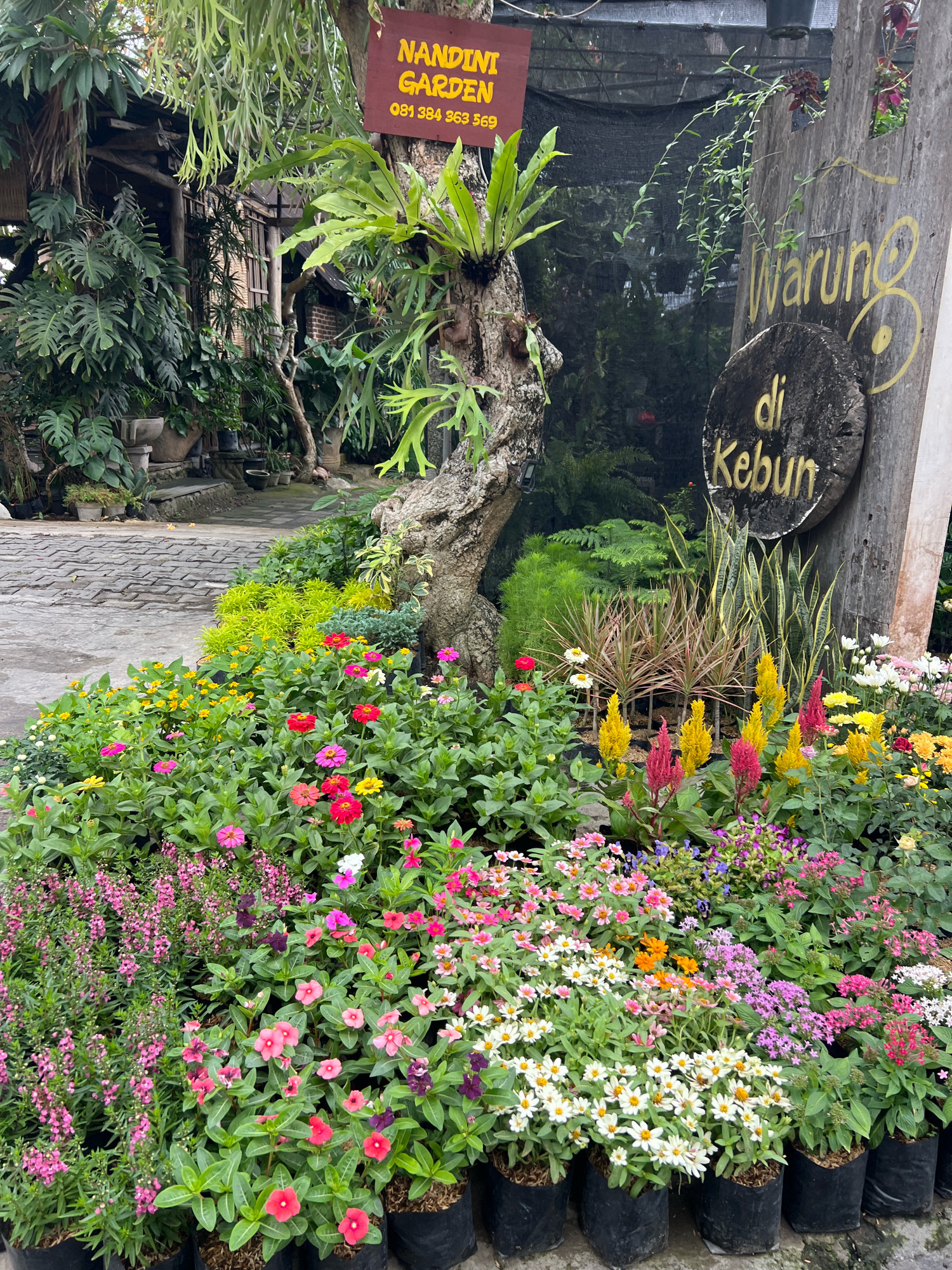 A garden center in Denpasar, Indonesia, is depicted in this image. The foreground is filled with a variety of colorful flowers in bloom, including pink, red, yellow, and white varieties. These flowers are planted in black plastic bags and arranged in dense clusters. Behind the flowers, a large, gnarled tree stands prominently. Attached to the tree is a red sign with yellow lettering that reads "NANDINI GARDEN 081 384 363 569". To the right of the tree, a weathered wooden post displays yellow lettering that appears to read "Warung di Kebun". The background shows more lush greenery, plants, and structures, suggesting a larger garden or nursery setting. The ground in front of the plants is paved with grey interlocking stones. No people are visible in the image.