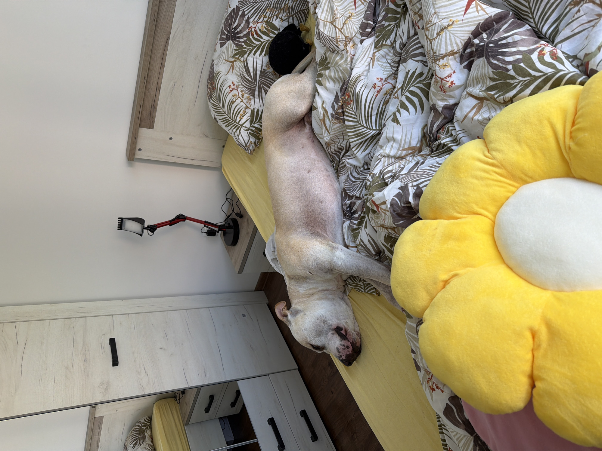 A light-colored dog, possibly a Bulldog or similar breed, is seen resting comfortably on its back on a bed in what appears to be a bedroom. The dog is mostly pale fawn or off-white, with some darker markings around its snout. Its head is slightly tilted off the bed towards the left, and its belly is exposed, indicating a very relaxed posture.
The bed is covered with a plain yellow fitted sheet, and a duvet featuring a tropical leaf pattern in shades of green, brown, and white covers most of the dog's lower body. A matching patterned pillow supports the dog's head. To the right, a large, plush, yellow flower-shaped pillow with a white center is prominently displayed.
In the background to the left, a light wood-grain bedside table or headboard is visible, against a plain white wall. A red and black desk lamp or flexible arm light with an LED panel head is positioned on the bedside table. Below the table, part of a light wood-grain wardrobe or cabinet with black handles can be seen, along with a reflection of the room in its mirrored section. The floor beneath the furniture appears to be dark wood or laminate.
The scene conveys a peaceful and domestic atmosphere, with the dog deeply asleep or resting. There is no visible text in the image. The location is a bedroom in Plovdiv, Bulgaria.