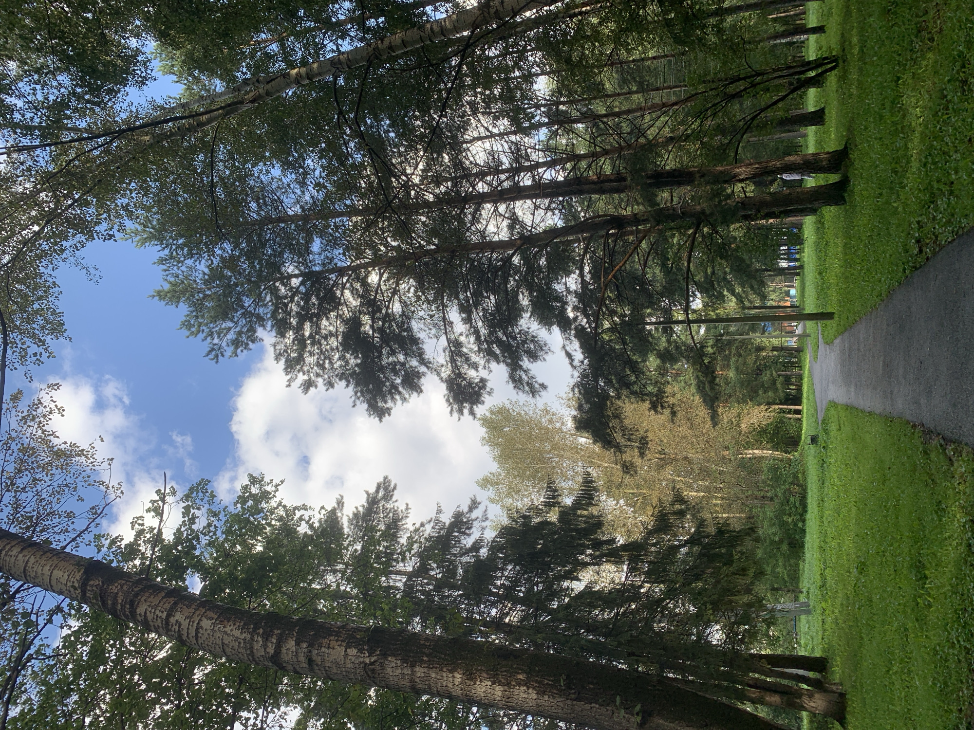 The image depicts a paved pathway leading through a park with lush green grass and tall trees. The pathway curves to the right, disappearing into the distance. The trees are a mix of deciduous and coniferous species, with some appearing to be birch and pine. Sunlight filters through the leaves, creating dappled patterns on the ground. The sky above is blue with scattered white clouds. In the background, there are some structures that suggest the park is located within or on the edge of a populated area, possibly Prokopyevsk, Russia, given the context. There are no people clearly visible in the image, though a figure in a light-colored jacket can be seen in the distance on the right side of the path. The overall impression is one of a serene, natural setting within an urban environment.