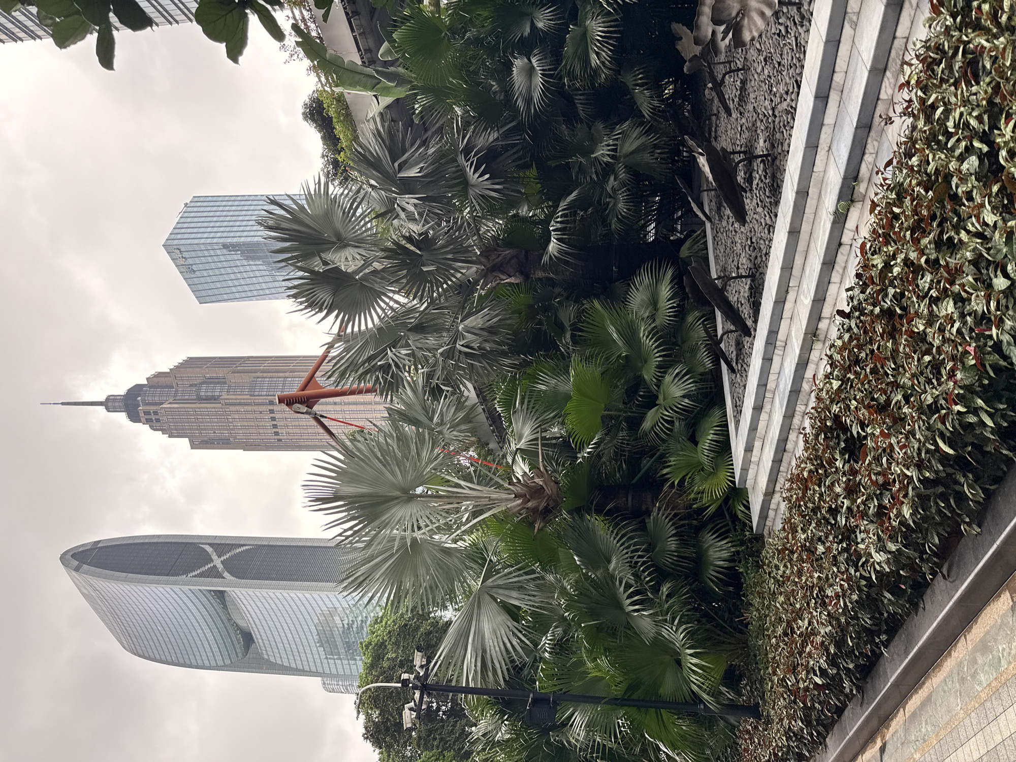 The image depicts an outdoor scene with a focus on lush tropical foliage in the foreground, which obscures much of the background. Towering skyscrapers are visible through the leaves, suggesting an urban environment. One building is a modern glass skyscraper with a distinctive shape, appearing to have a curved, almost wing-like facade. Another, taller building behind it has a more traditional, stepped design and a spire. A bright orange structure, possibly part of a construction crane, is also visible between the buildings.
The foliage consists of large, fan-shaped palm leaves and other dense greenery, creating a striking contrast with the man-made structures. The overall impression is one of nature integrated into a metropolitan landscape.
The sky is overcast, indicating a cloudy day, and the lighting is soft and diffused. The image is oriented vertically, with the buildings appearing in the upper portion and the foliage dominating the lower and central parts. The ground appears to be paved and there is a wall or raised planter bed covered in dark, reddish-green plants to the right of the frame.
No people are visible in the image, and no specific activity or event is taking place. The scene appears to be a static view of a city park or landscaped area. There is no visible text in the image. The location context provided is Tianhe District, China, which aligns with the presence of modern skyscrapers and dense urban greenery.