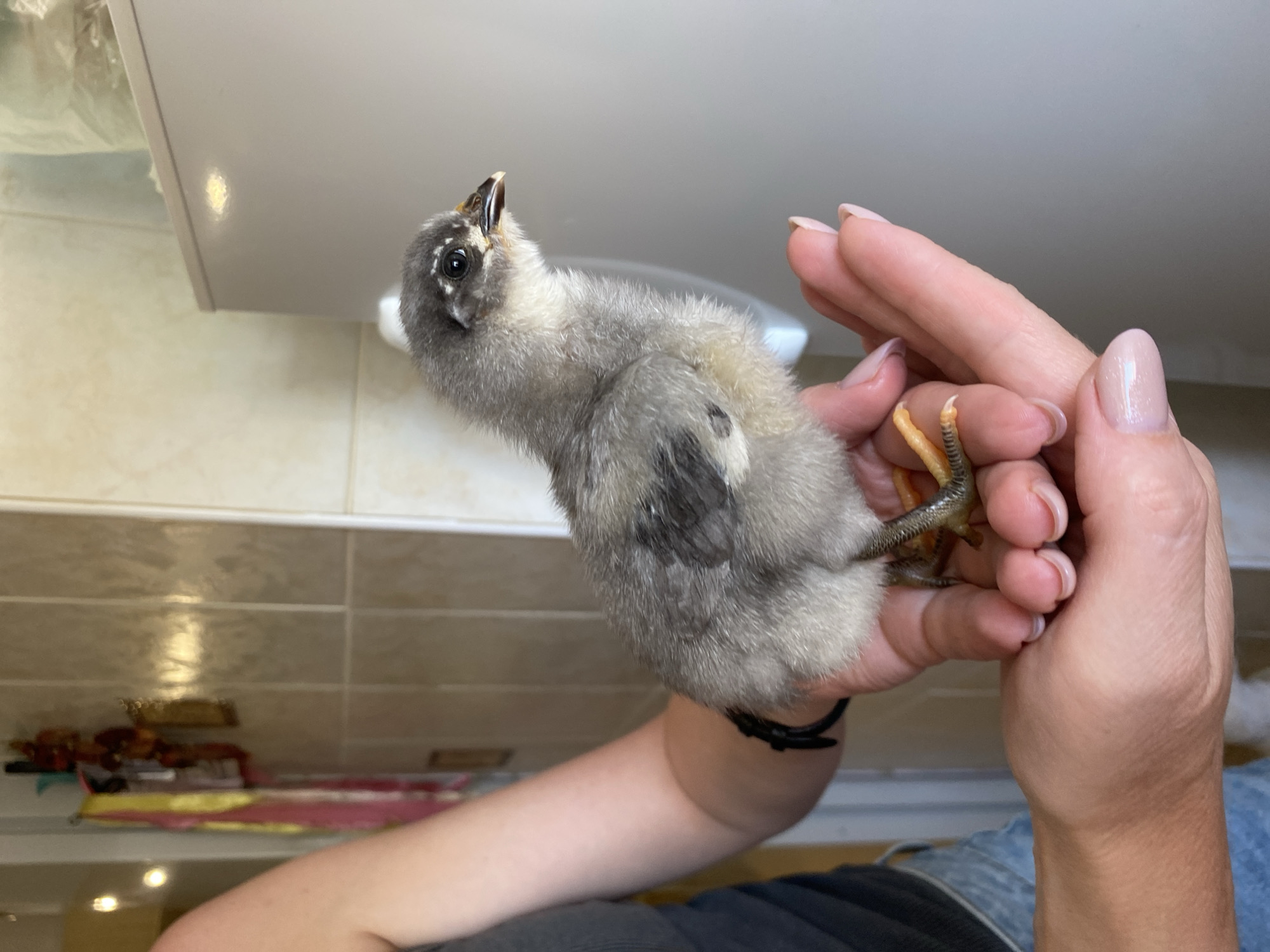 A light gray chick with darker gray and black markings is being held in a person's hands. The chick has yellowish-orange legs and a small beak. The person has manicured nails with a light pink polish. The background appears to be a tiled wall and a white cabinet. The location is not discernable from the image.