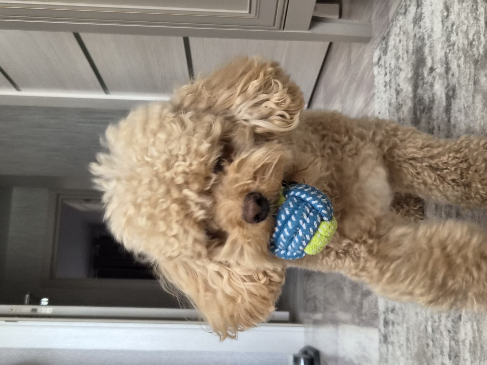 A fluffy, light brown poodle with curly fur stands indoors, holding a blue and green rope toy in its mouth. The dog is in the foreground, facing the camera, with its head tilted slightly. The background is blurred, showing a hallway and a door on the left, and a cabinet and a wall with horizontal lines on the right. The floor is covered with a rug with a striped pattern. The lighting suggests an indoor setting. The location is not discernible from the image.