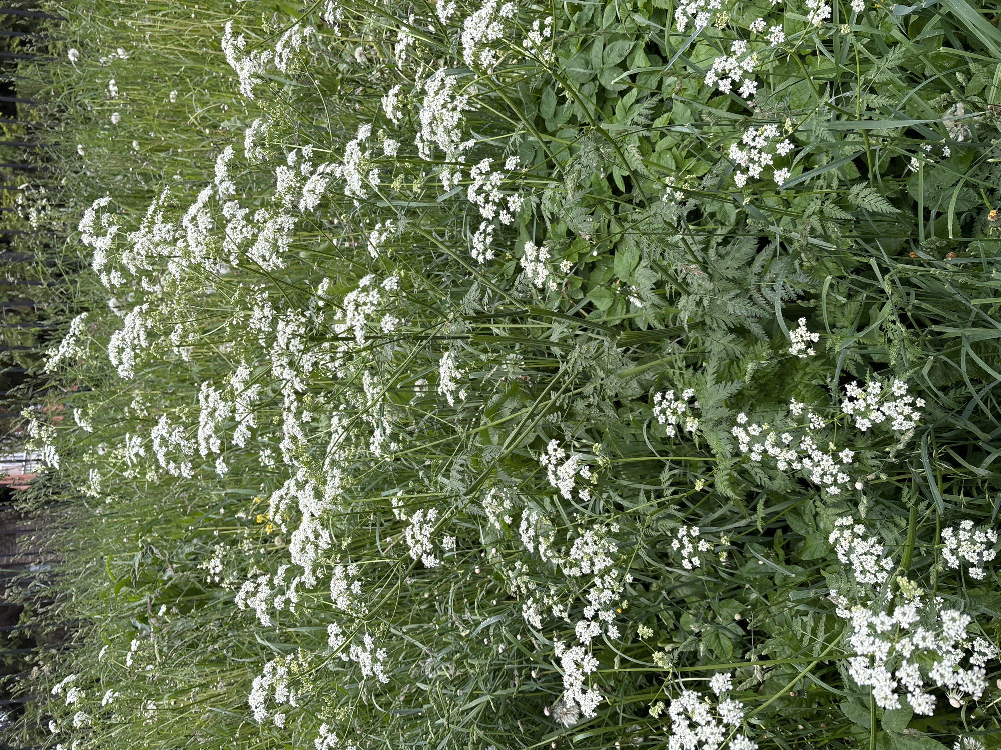 The image shows a dense patch of vegetation. Predominantly, it features white, flowering plants with umbel-shaped flower clusters, interspersed with various types of green foliage, including ferns and grasses. The scene has a wild, overgrown aesthetic. The location, Saint Petersburg, Russia is implied, but not directly visible in the image.