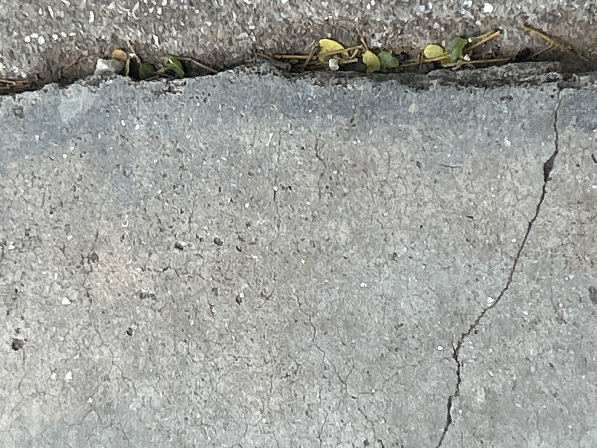 The image shows a close-up view of a cracked concrete surface. A narrow fissure runs vertically along the right side of the frame, revealing small green leaves and some dry twigs emerging from the crack. The concrete itself is weathered and shows a network of smaller cracks. The lighting suggests an outdoor environment. This scene is located in Santa Ana, Venezuela.