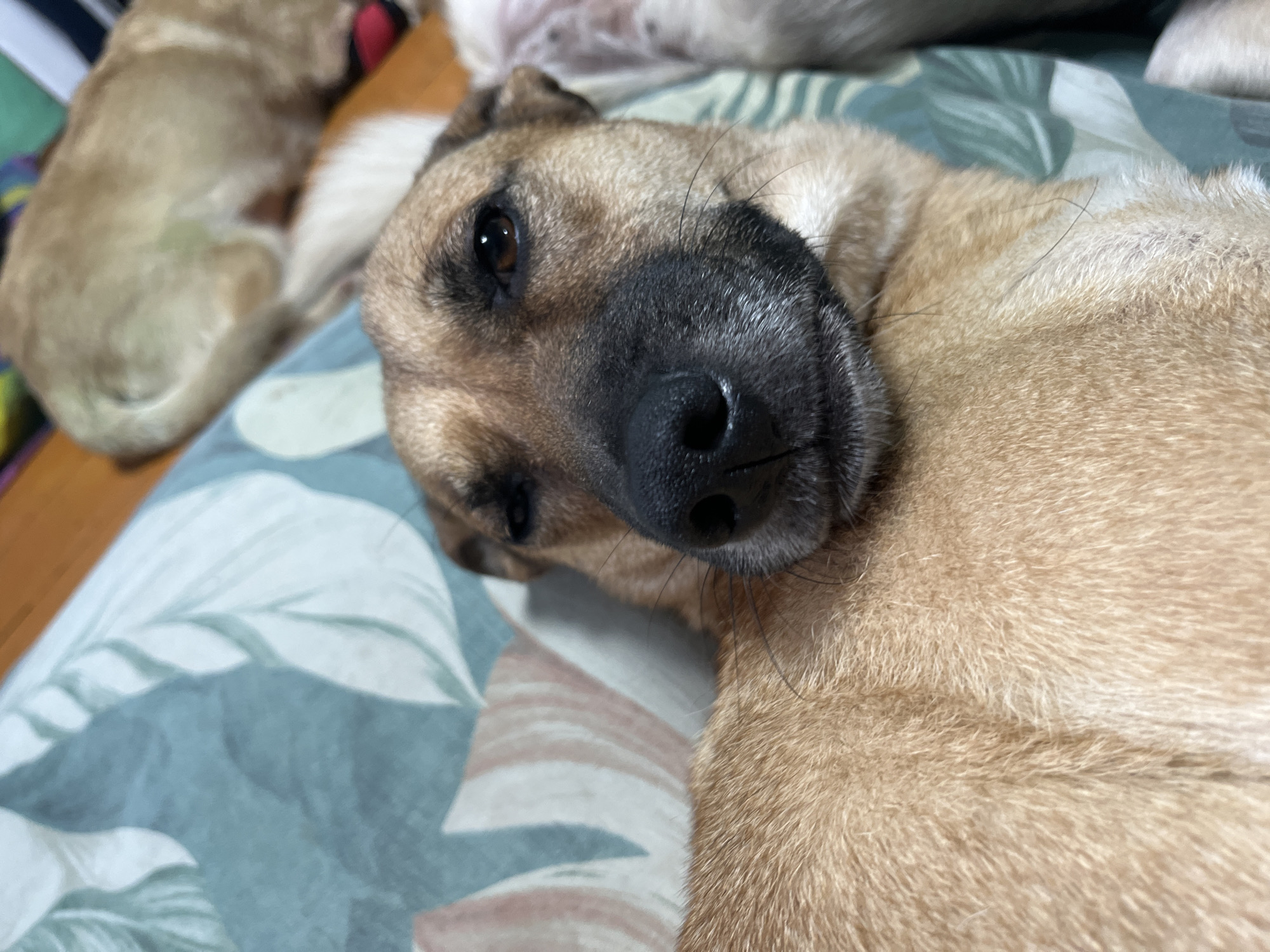 The image is a close-up, eye-level shot of a dog lying on a patterned blanket. The dog, with tan fur and a black nose, is lying on its side, facing the camera. Its head is tilted, and its eyes are partially closed, suggesting it may be relaxed or asleep. The blanket has a floral or leaf-like pattern with colors including green, blue, and pink. In the background, another dog with lighter fur is visible, also lying down. The overall impression is one of a cozy and domestic scene, likely indoors. No text is visible in the image. The time of day and weather are not discernible from the image.