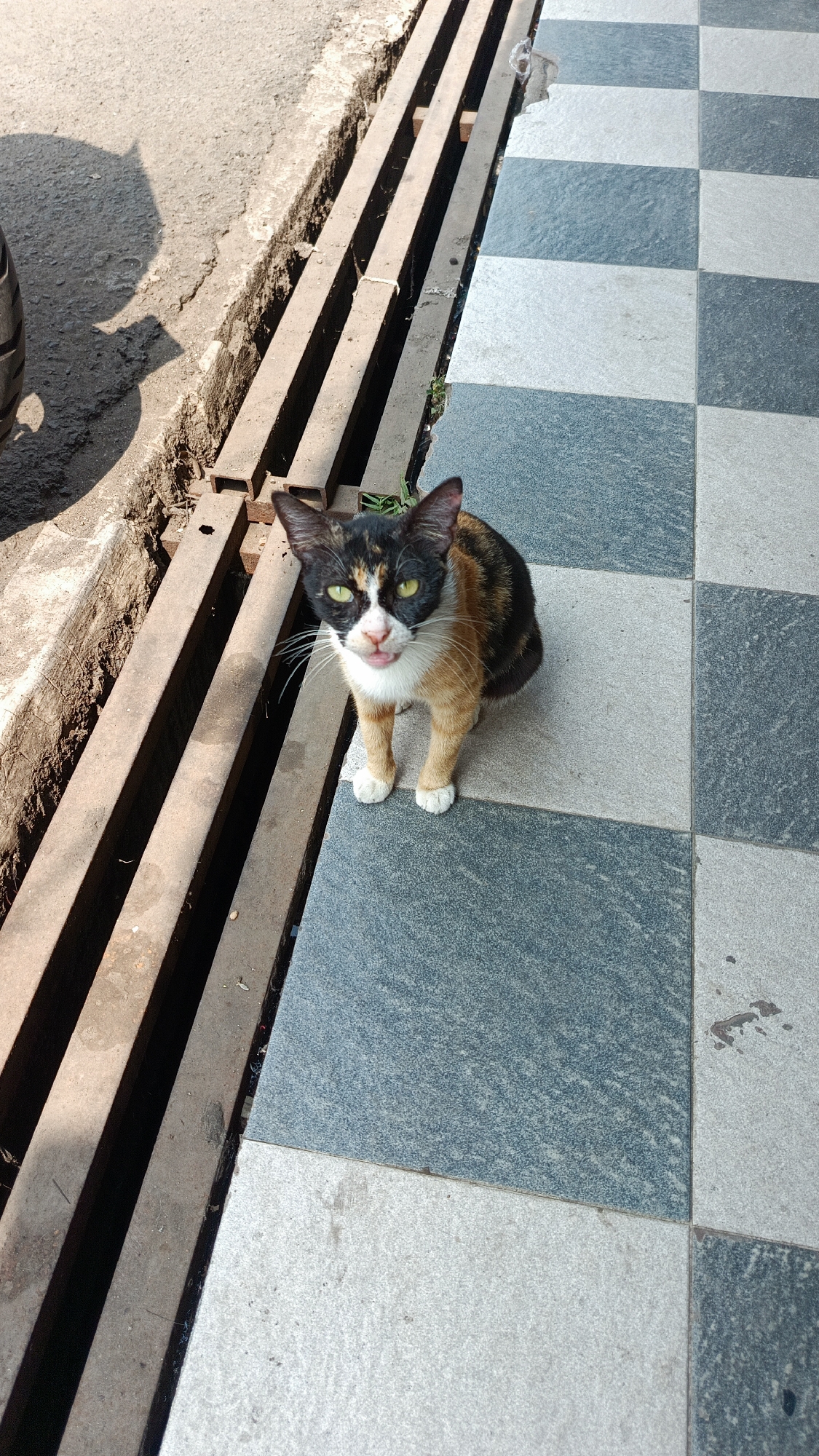 A calico cat sits on a checkered tile floor next to a street drain in Kertajaya, Indonesia. The cat has black, orange, and white fur, with green eyes and a pink tongue sticking out slightly. The drain consists of parallel metal bars set into the concrete ground. To the left of the drain, the asphalt of a street is visible, with a tire shadow cast upon it. The checkered floor is composed of alternating light gray and dark gray tiles. The scene is illuminated by bright sunlight, casting shadows.