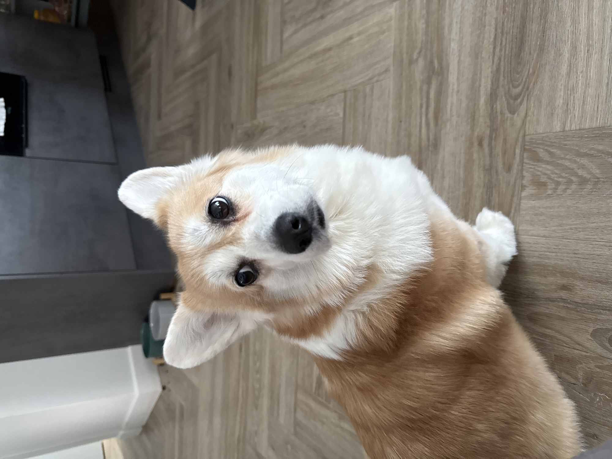 The image shows a corgi dog indoors, likely in a kitchen or living area. The dog is looking up at the camera with its head tilted. The floor is made of light-colored wood-look planks. A dark grey cabinet or appliance is partially visible on the left side. There is a white object next to the cabinet. The scene appears to be in a residential setting, but there is no information in the image to place it in Krasnoyarsk, Russia.