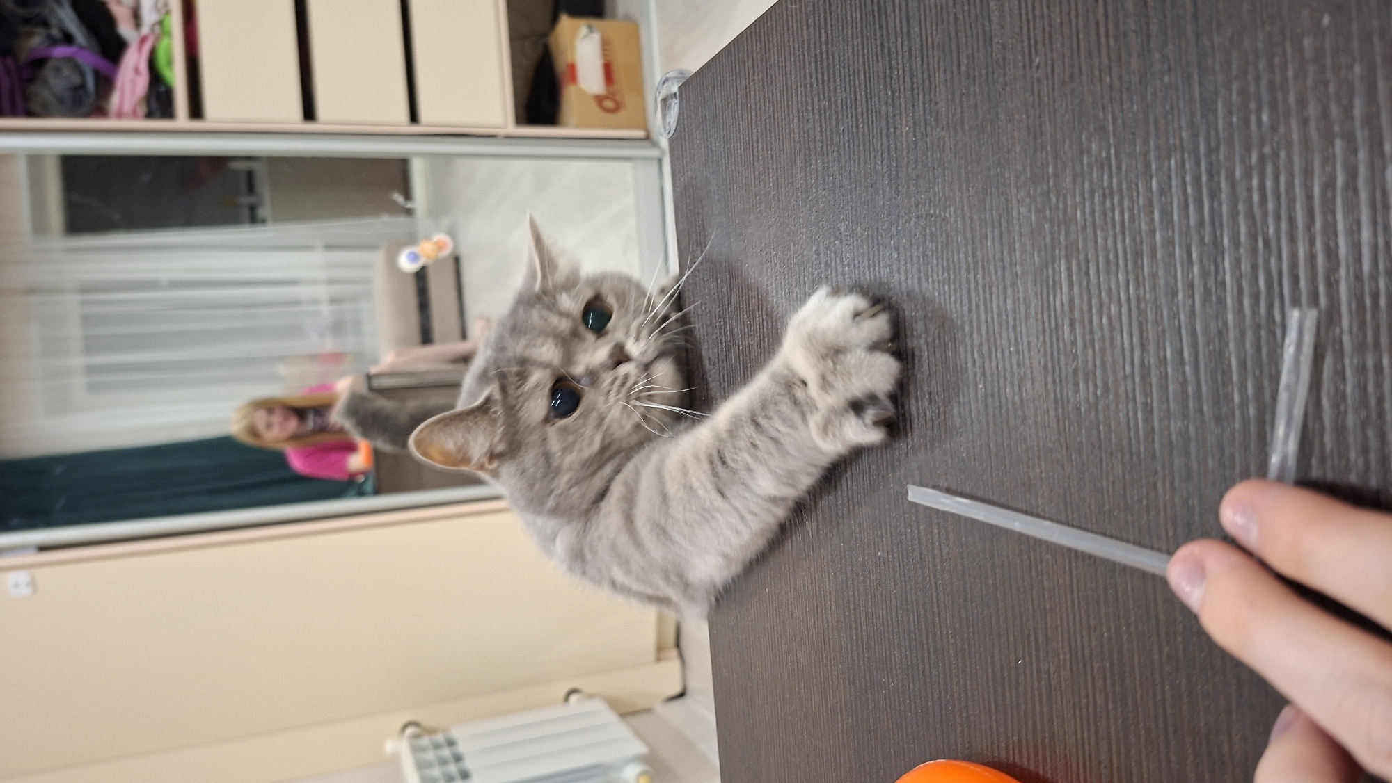 This image depicts an indoor domestic scene in the city of Chaikovsky, Russia. The primary subject is a short-haired domestic cat, likely a British Shorthair due to its distinctive facial features and dense, grey tabby fur, positioned on a dark brown, textured tabletop. The cat is leaning over the table's edge, extending its right front paw towards two clear, thin plastic sticks, each approximately 5-7 centimeters in length, resembling cut sections of a straw. Its pupils are dilated, appearing dark, with subtle green or amber coloration visible in the irises. White whiskers are prominent.
A human hand, with light skin tone and manicured fingernails, is visible in the lower foreground, holding one of the plastic sticks, engaging with the cat. An orange, curved object is partially visible on the far left edge of the tabletop.
The background of the scene features a large, reflective surface, likely a mirror, covering a significant portion of a wall. This mirror reflects a blurred interior space, revealing a woman with long, light-colored hair, wearing a short-sleeved pink top. She is seated or leaning against furniture and appears to be observing the interaction between the cat and the hand, displaying a slight smile. The reflection also shows a green curtain on the left, a window with sheer white curtains in the center, and a light-colored wardrobe or storage unit with multiple drawers and open shelves containing various items of clothing on the right. On the reflected floor, a brown cardboard box with red markings is discernible. To the immediate left of the main scene, a white, finned radiator is mounted on a light-colored wall. The floor beneath the table is a light beige or brown.