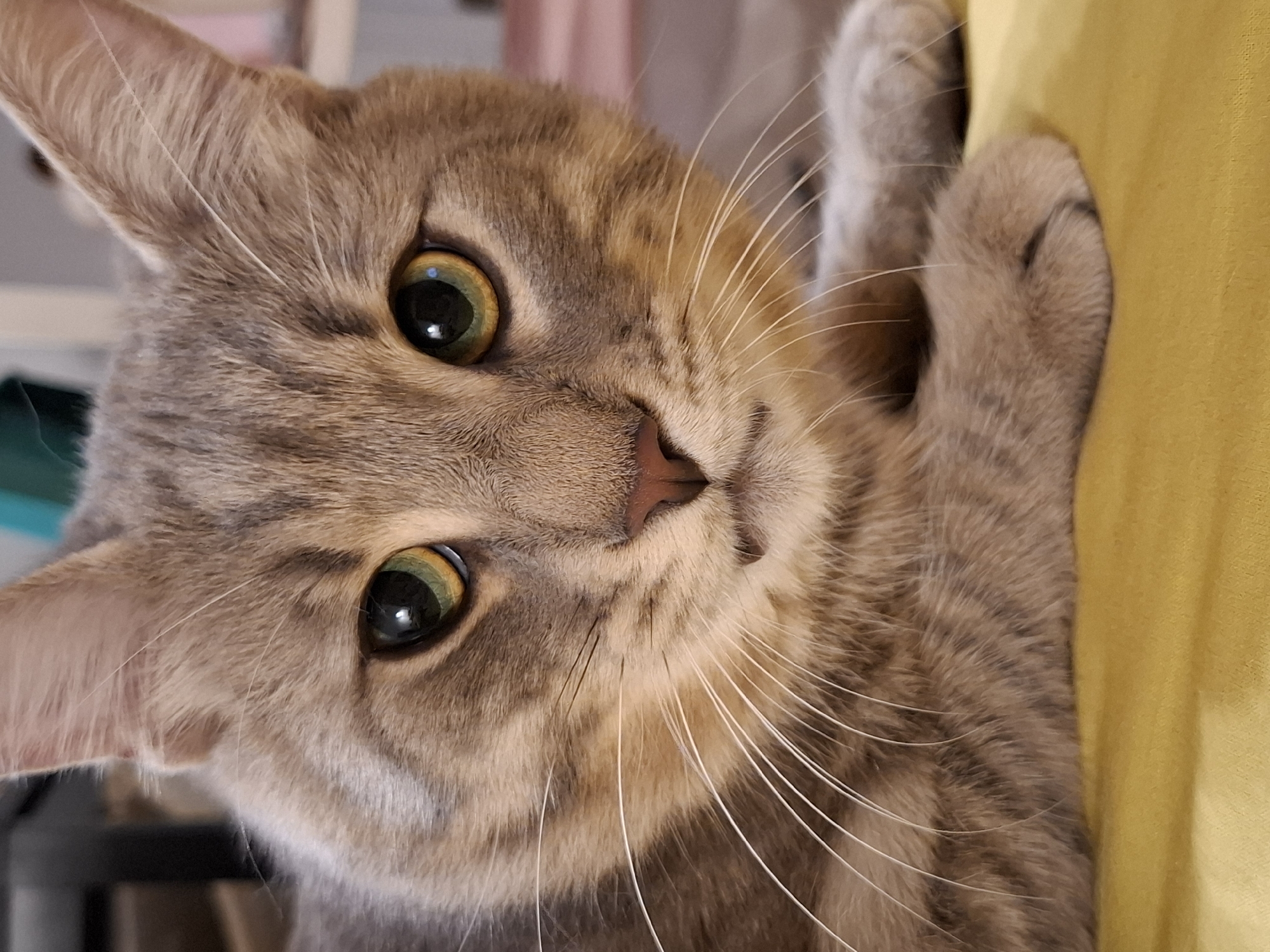An extreme close-up shot of a grey tabby cat's face is captured, with the feline lying down on a yellow surface. The cat's eyes are wide open, revealing green irises with golden rings around the pupils. Its nose is a dark pink, and its mouth is slightly open, showing a hint of its teeth. Long, white whiskers fan out from its muzzle. The cat's fur is a mix of grey and tan stripes, with a soft, textured appearance. The background is blurred, with hints of dark furniture and a light-colored shelf visible. The lighting is soft, highlighting the details of the cat's face.