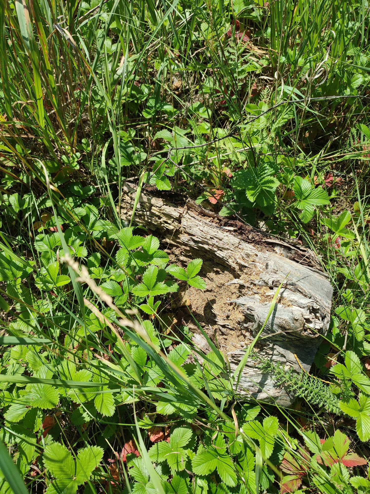 A close-up, ground-level view of a weathered, grey, fallen log partially covered in sand and surrounded by lush green vegetation. The log is positioned horizontally in the frame, with its rough, splintered texture visible. Surrounding the log are numerous small, green plants with distinctive, toothed leaves, likely wild strawberries. Taller, green grasses and other foliage fill the background, creating a natural, outdoor scene. There are no people, animals, or man-made structures clearly visible in the image. The lighting suggests it is daytime, with shadows cast by the vegetation and the log. The image does not provide any information about the city of Bakhmut, Russia, nor does it depict any military activity or damage.