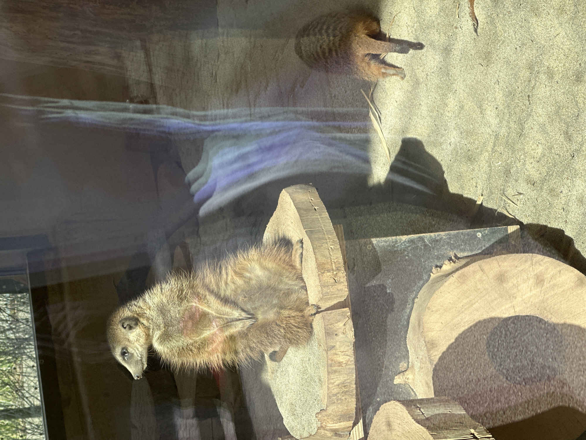 A photograph taken at the Wrocław Zoo in Wrocław, Poland, shows two meerkats. One meerkat is lying on its back on a wooden platform, and the other is standing on its four legs. The scene is viewed through glass, which reflects the outside environment.