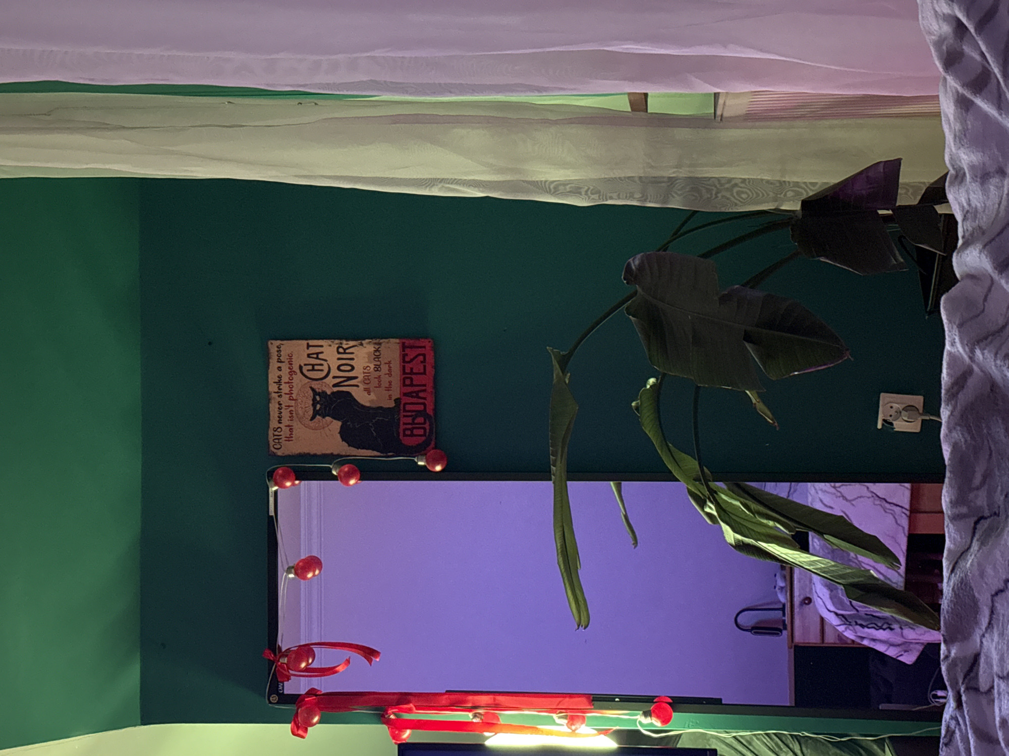 The image depicts an interior scene. A green wall serves as the backdrop with a "Chat Noir Budapest" poster and a mirror decorated with red lights. A large plant with broad leaves obscures part of the view. A power outlet is visible on the wall, and light-colored curtains are near the top of the frame. A patterned blanket is partially visible on the right side. There is no information in the image that can identify the scene as being in the city of Warsaw, Poland.