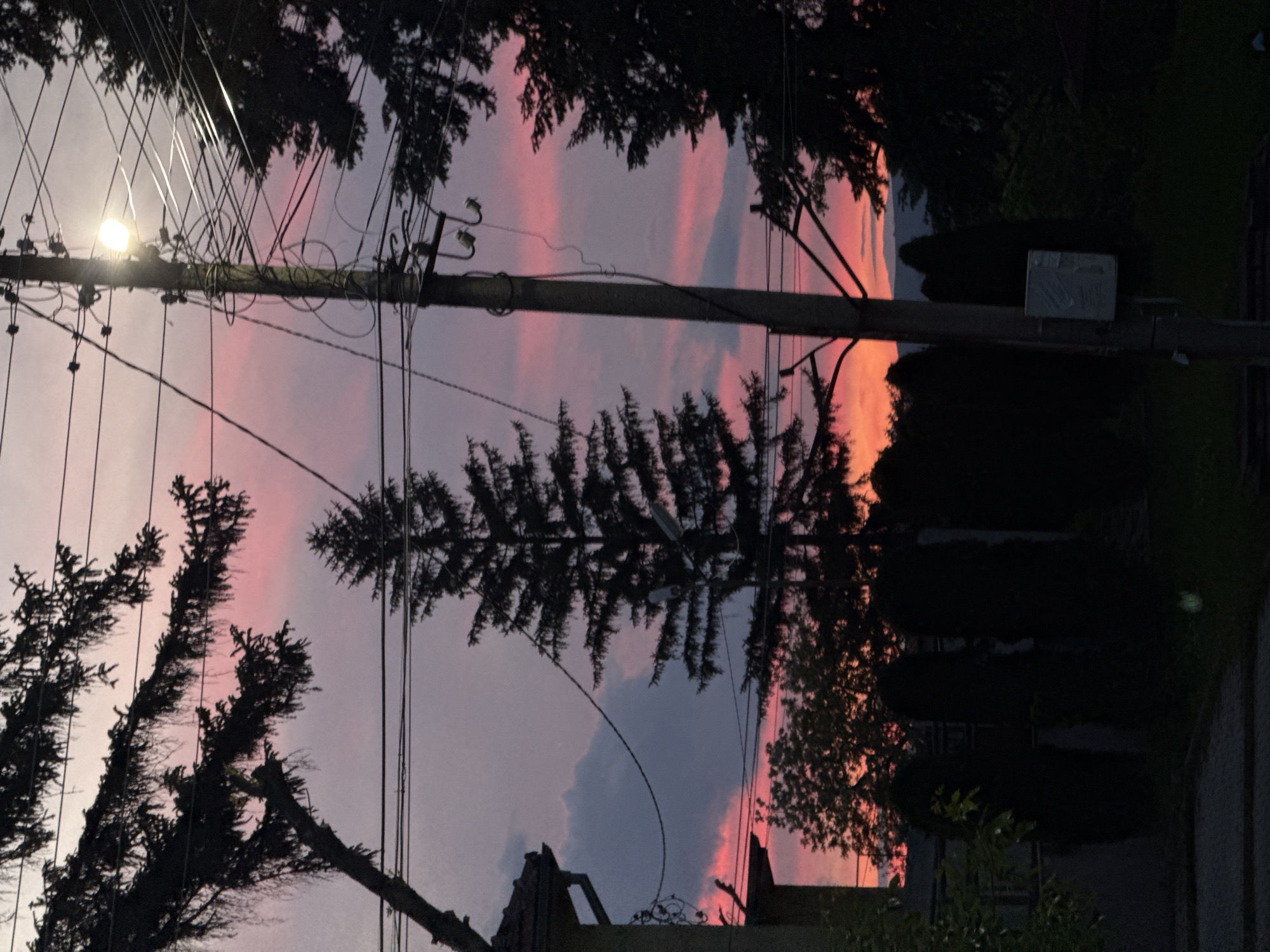 The image shows a dusk or dawn scene in Petarch, Bulgaria. A telephone pole stands vertically in the middle, with a light fixture at the top illuminating a complex network of wires. A large evergreen tree is silhouetted against a sky painted with pink and purple hues. Dark trees and bushes frame the scene on either side. In the foreground, the fragmented structure of a building is visible, suggesting a partially demolished or abandoned state. A sign is visible on the pole right above the top of the evergreen tree. A road or pathway appears to be present on the right side of the image.