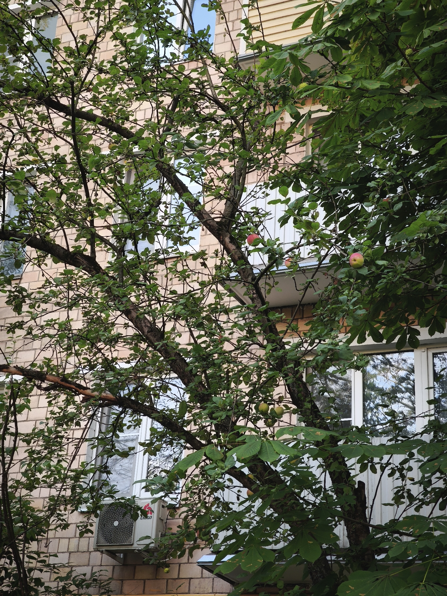 An outdoor, eye-level, medium shot captures a close-up view of a fruit tree laden with apples, set against the facade of a multi-story brick building. The tree, with its gnarled branches and lush green leaves, occupies the foreground. Several red and green apples are visible amongst the foliage, some fully ripe and others still developing. The building behind the tree features cream-colored brickwork and several windows, some with white frames. A small balcony is visible on the second story, and an air conditioning unit is mounted on the lower part of the building. The scene appears to be a residential area in Moscow, Russia, likely a courtyard or a street with buildings and trees. The lighting suggests it is daytime, with natural light illuminating the scene. The overall impression is one of urban nature, where trees grow in close proximity to buildings.